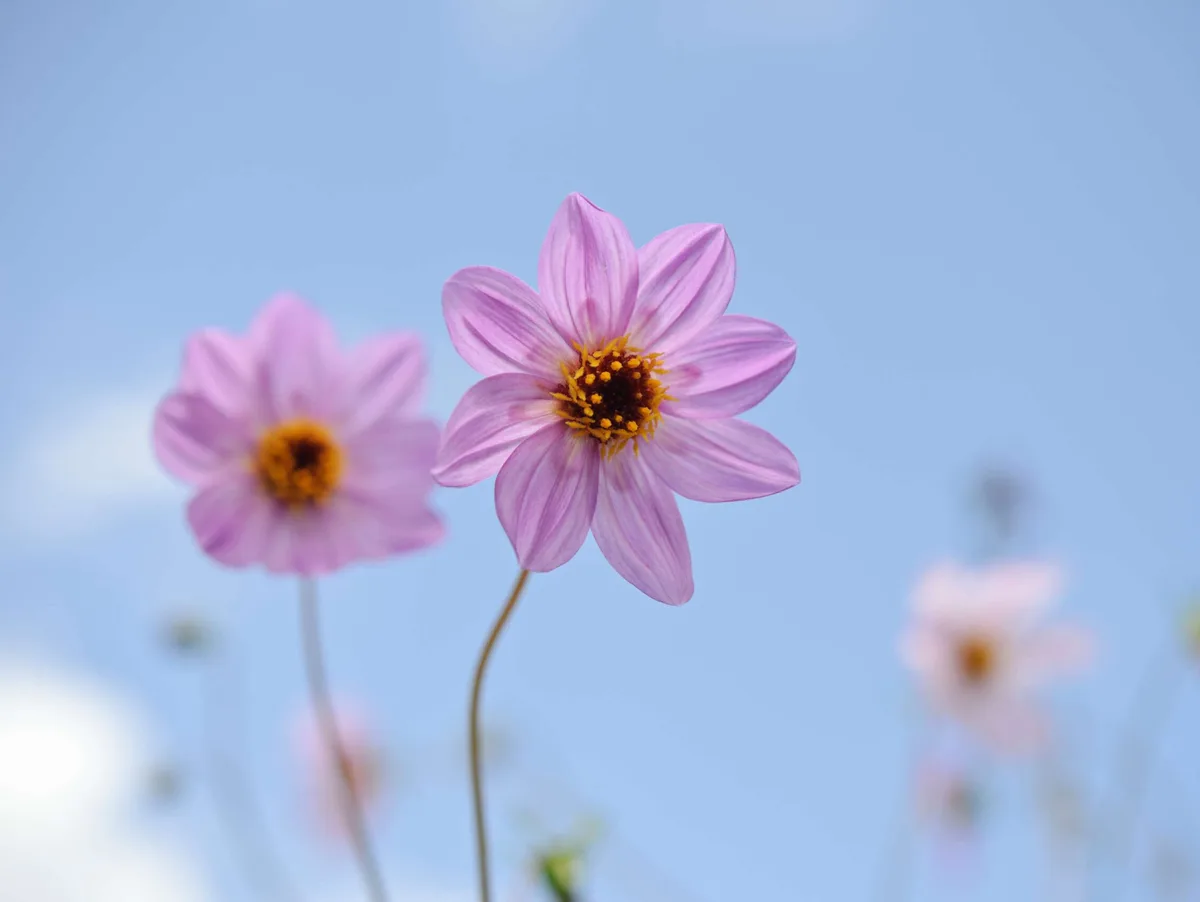 Dahlia merckii Dahlia merckii