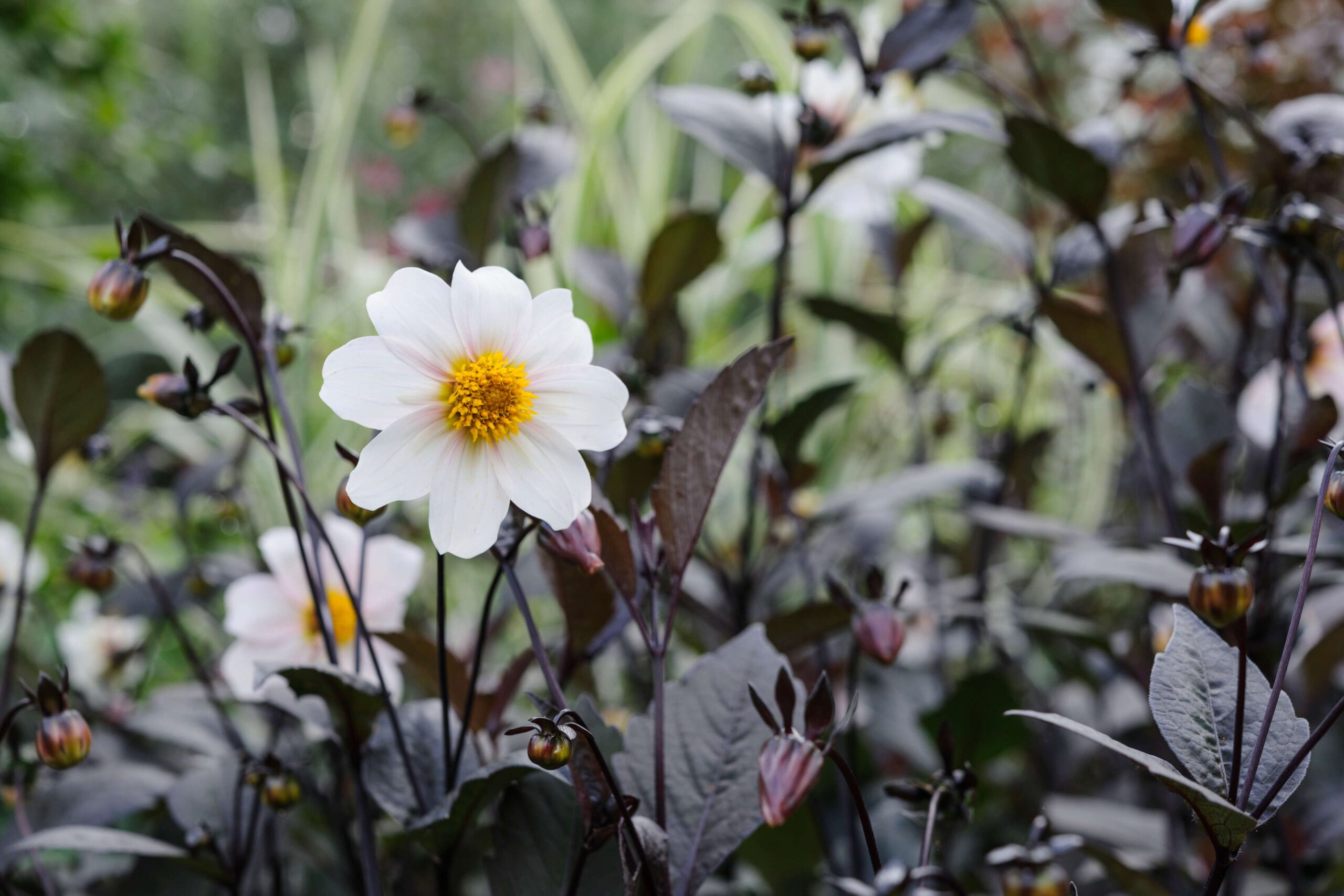 Dahlia ‘Twynings after Eight’