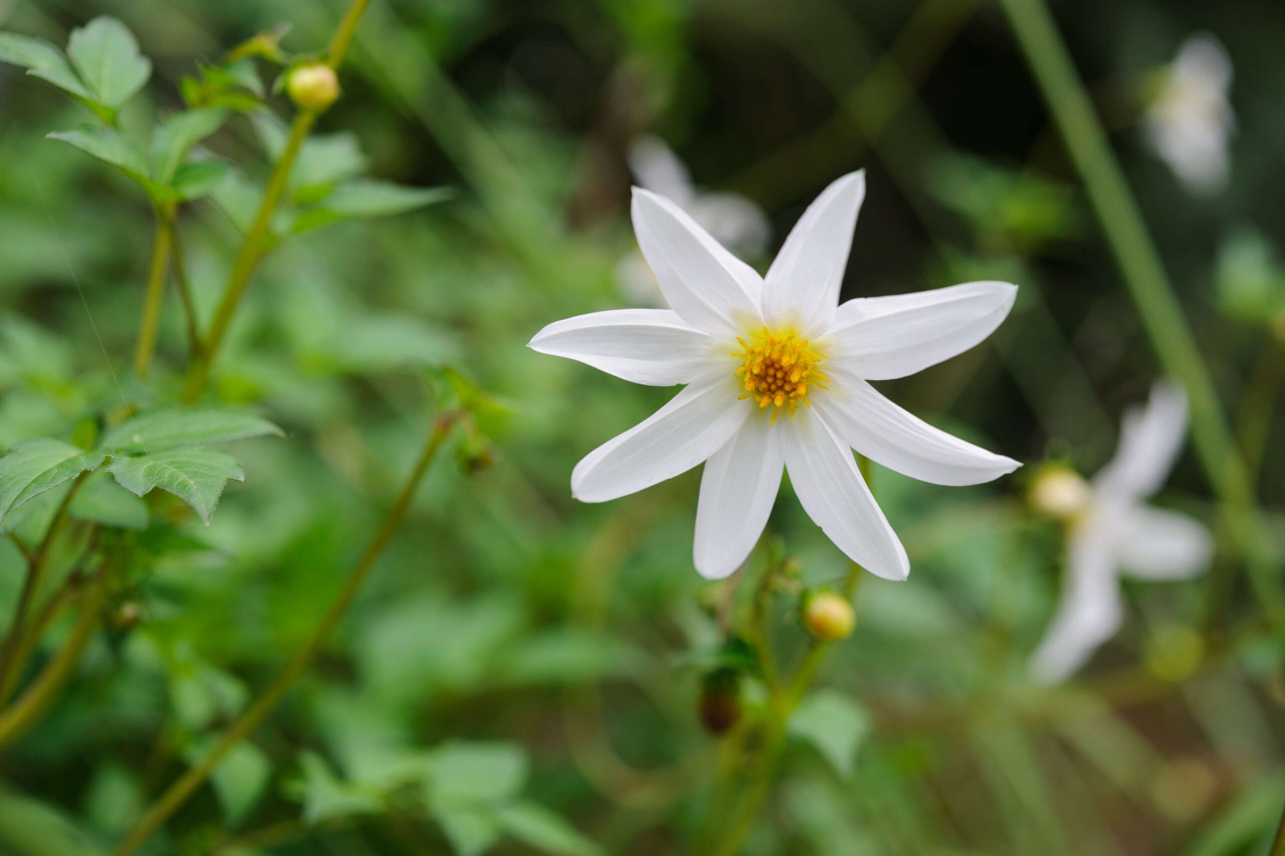 Dahlia Merckii 'Alba'
