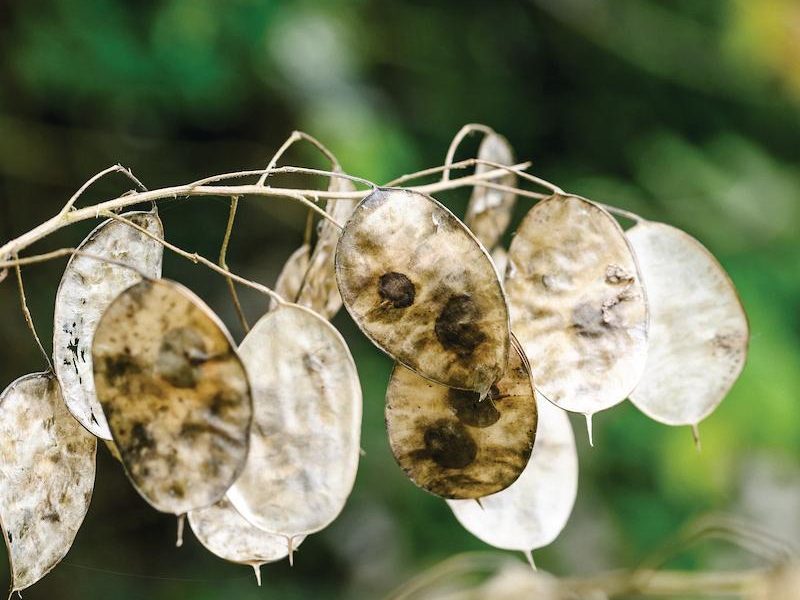 Seed plant