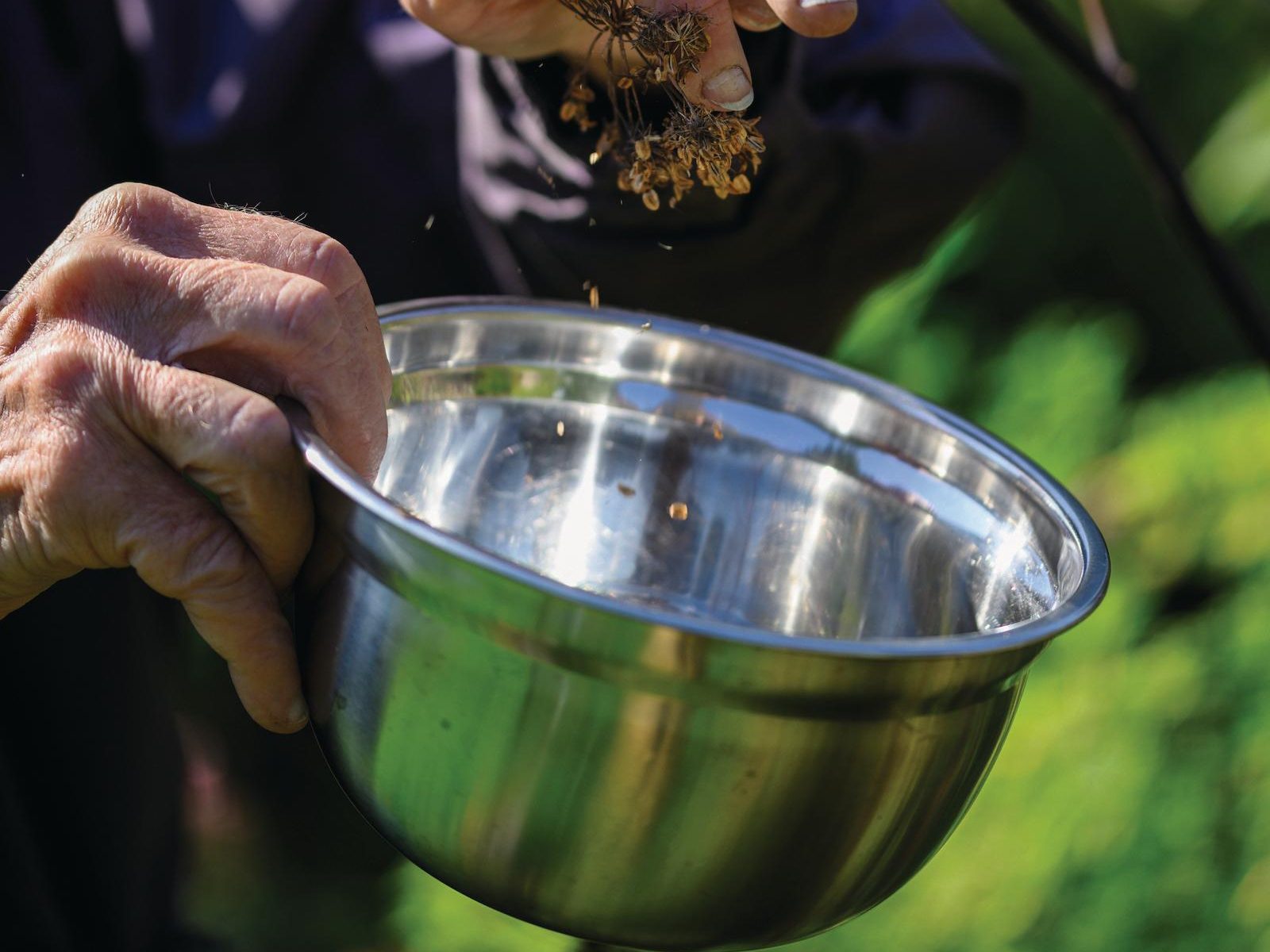 Collecting seeds in metal bowl