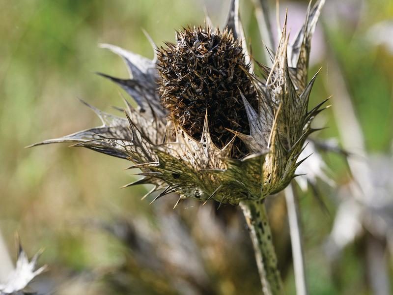 Seed head