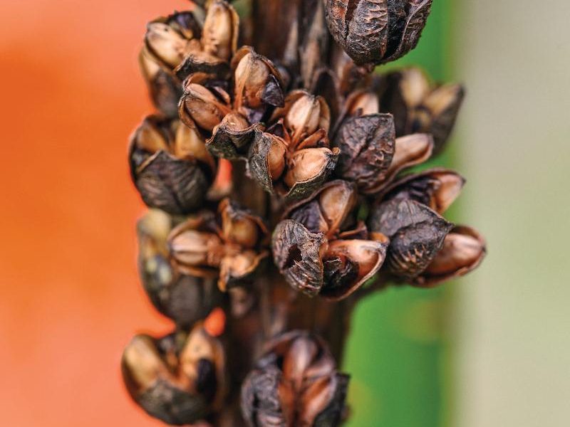 Seeds on plant
