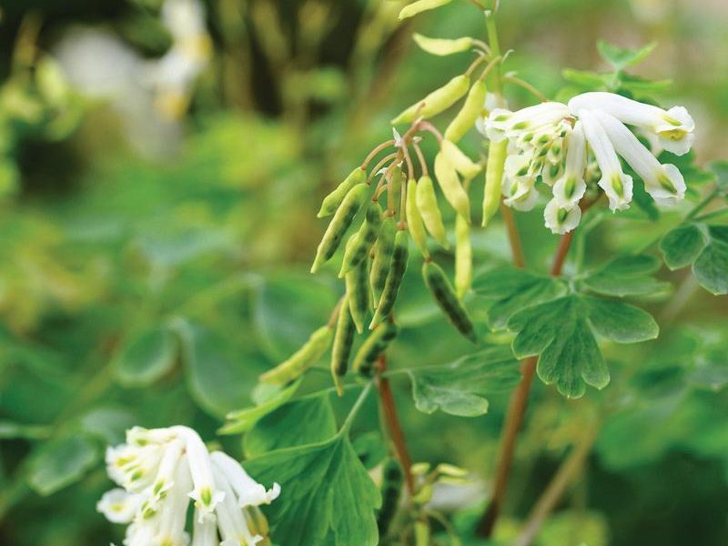 White flower