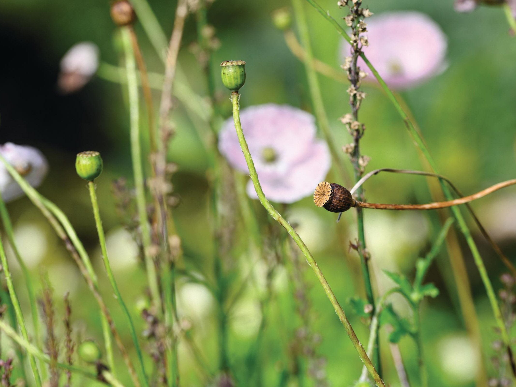 Seed head