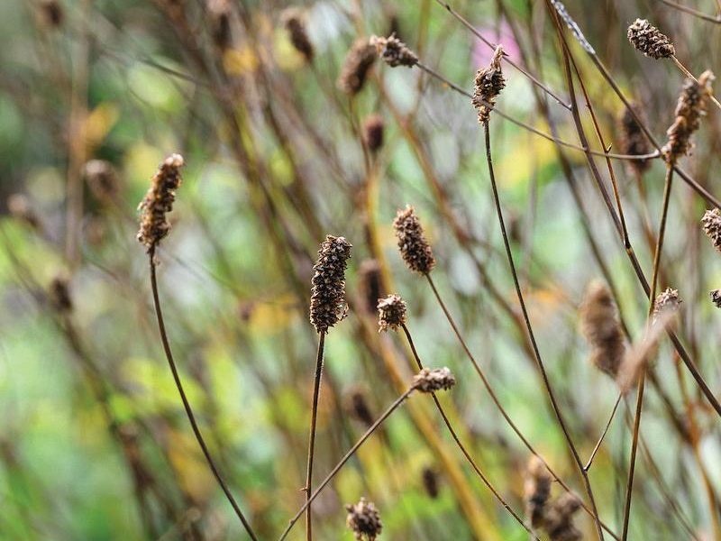 Seed plant