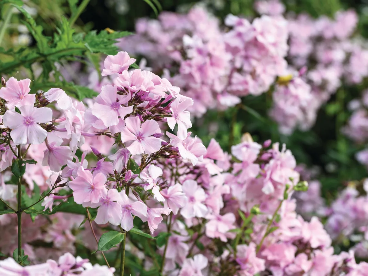 Phlox paniculata ‘Rosa Pastell’ Phlox paniculata ‘Rosa Pastell’