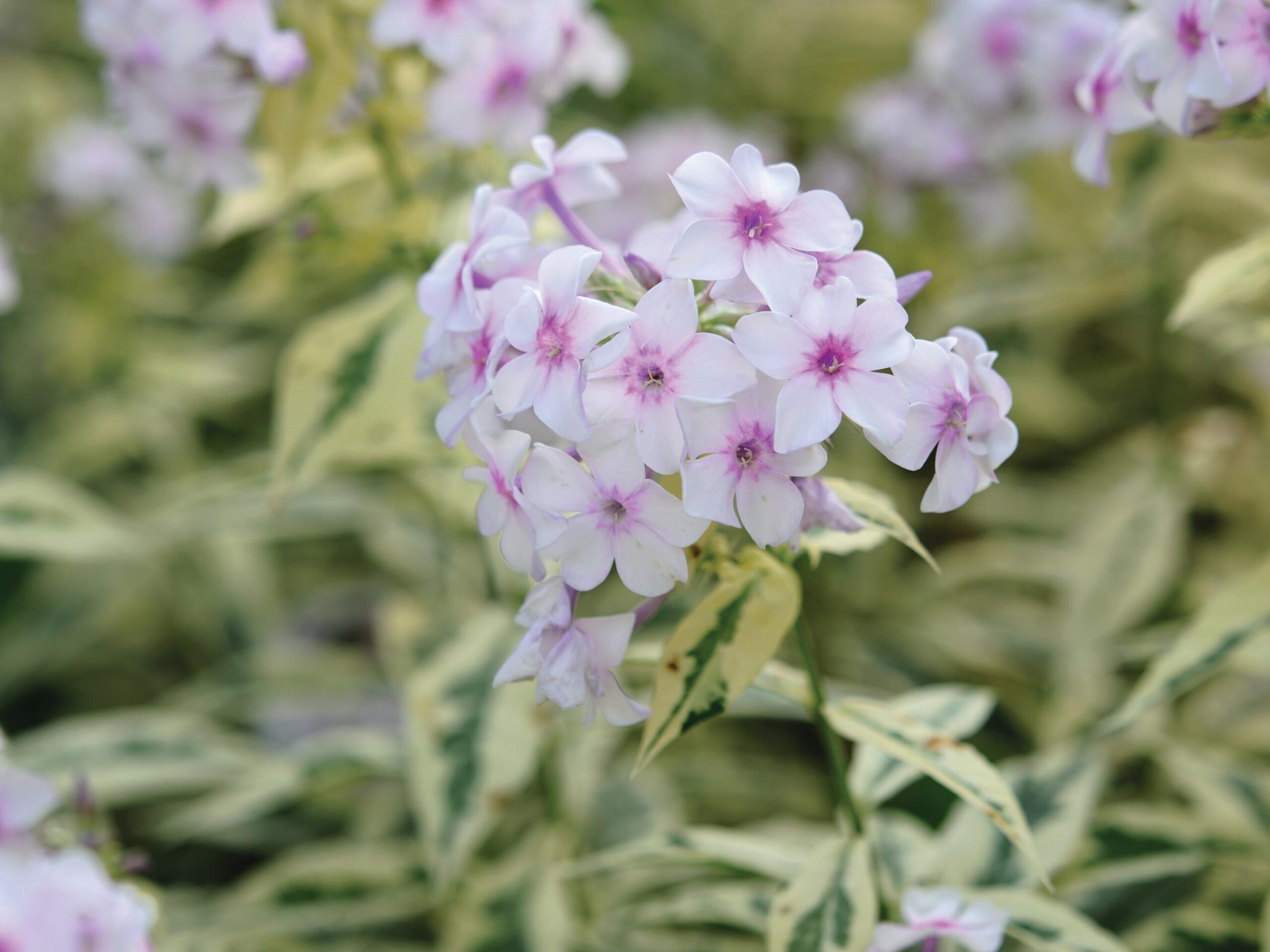 Phlox paniculata ‘Norah Leigh’