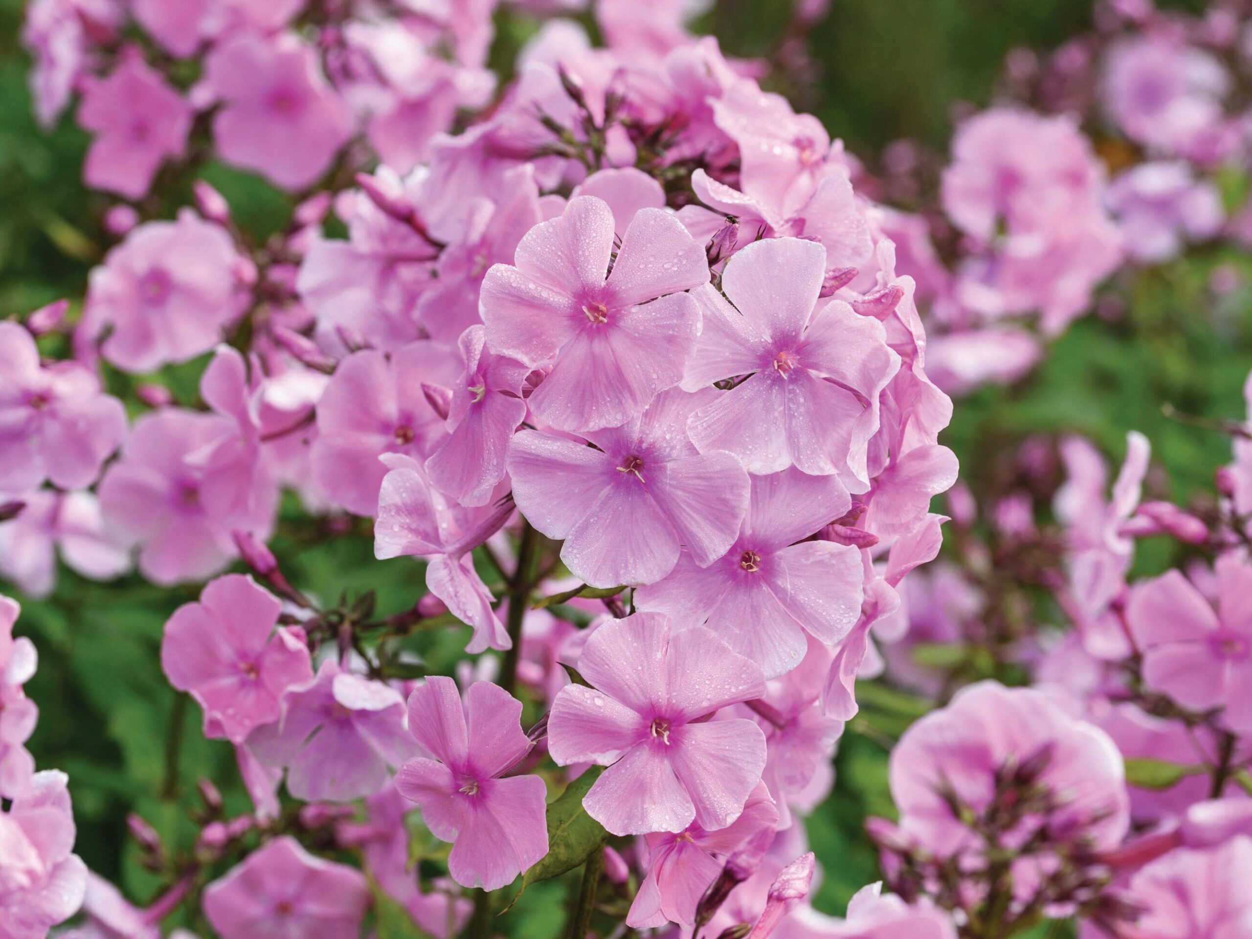 Phlox paniculata ‘Elizabeth Arden’