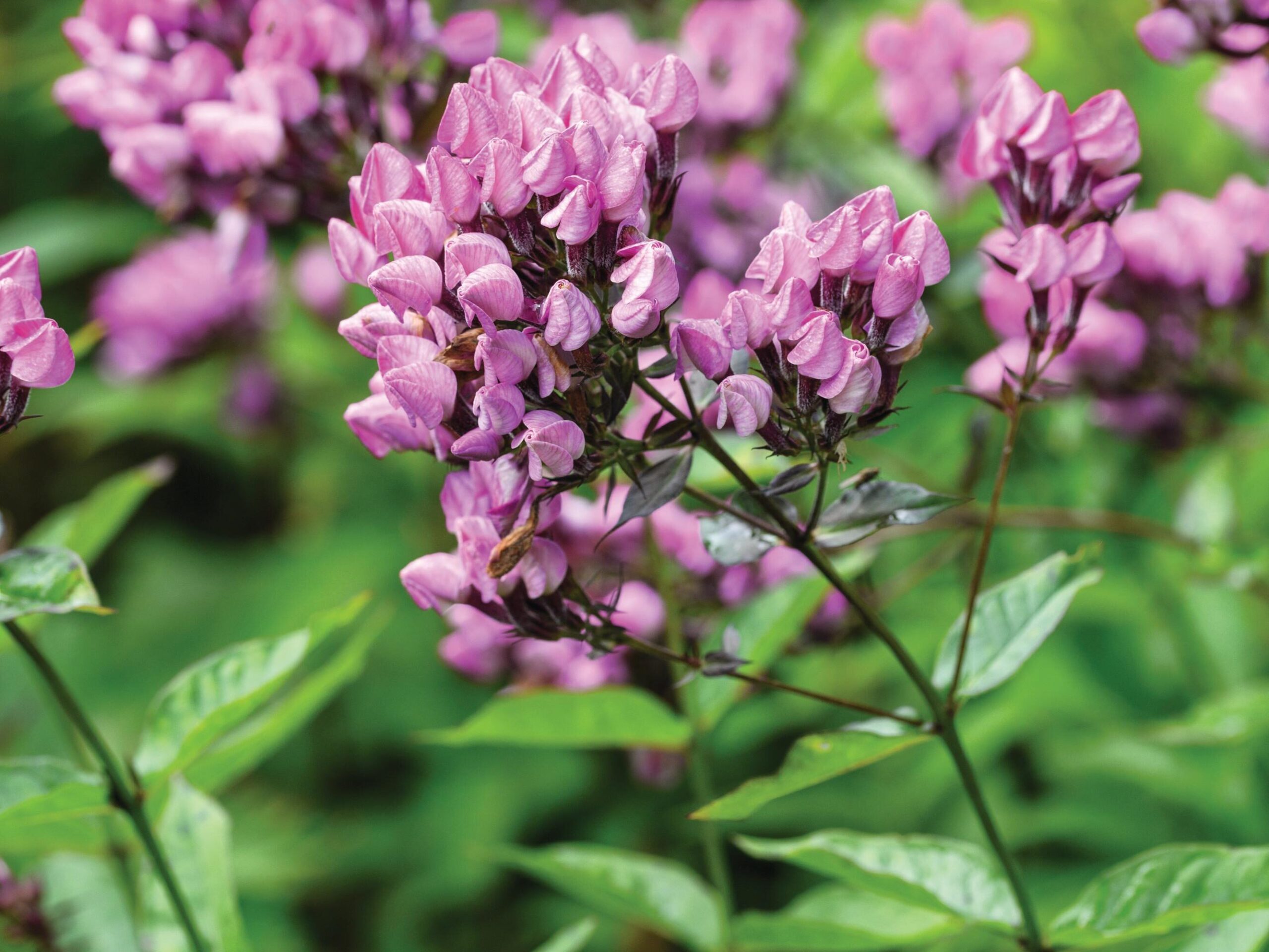 Phlox paniculata ‘Butonik’
