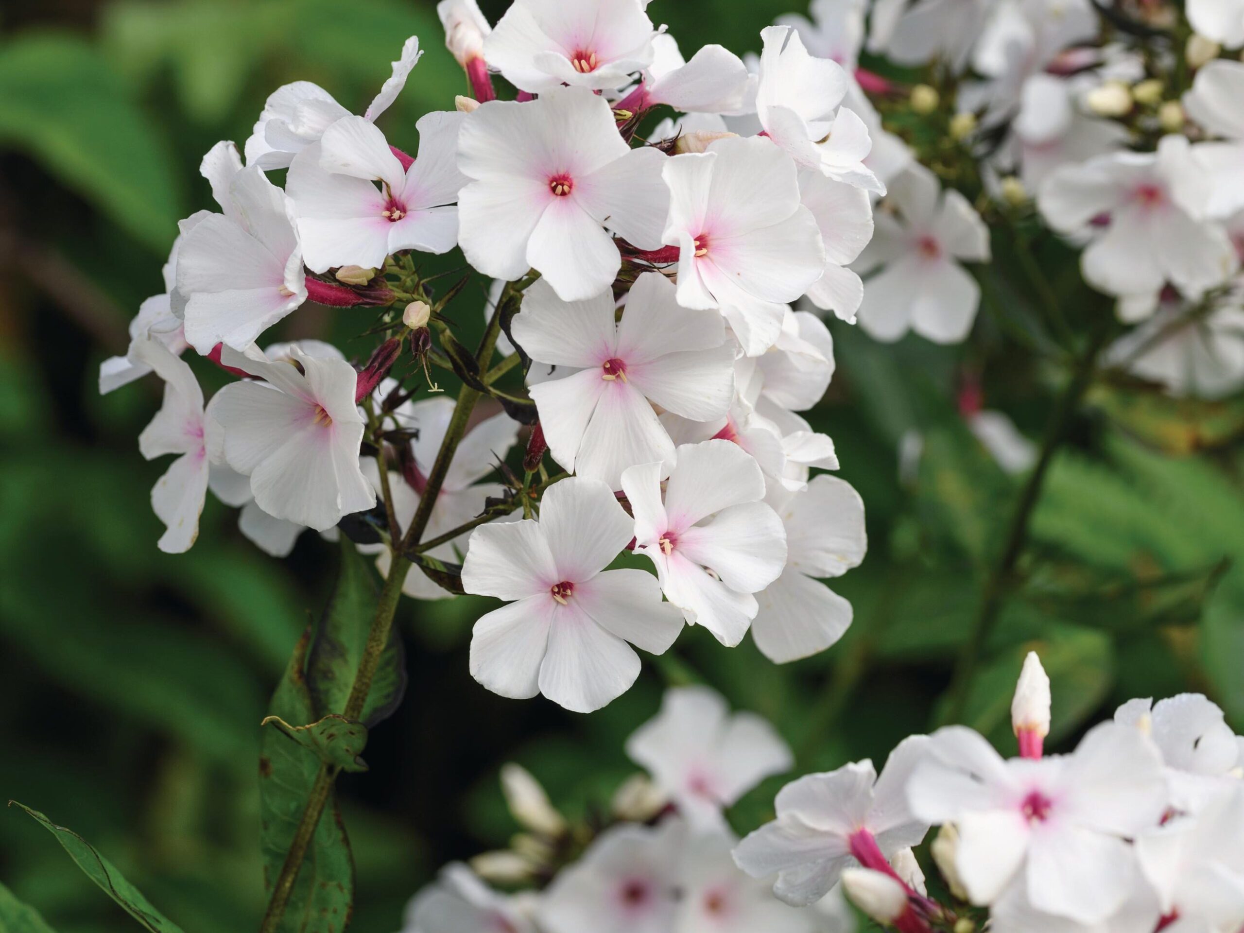 Phlox paniculata ‘Popeye’