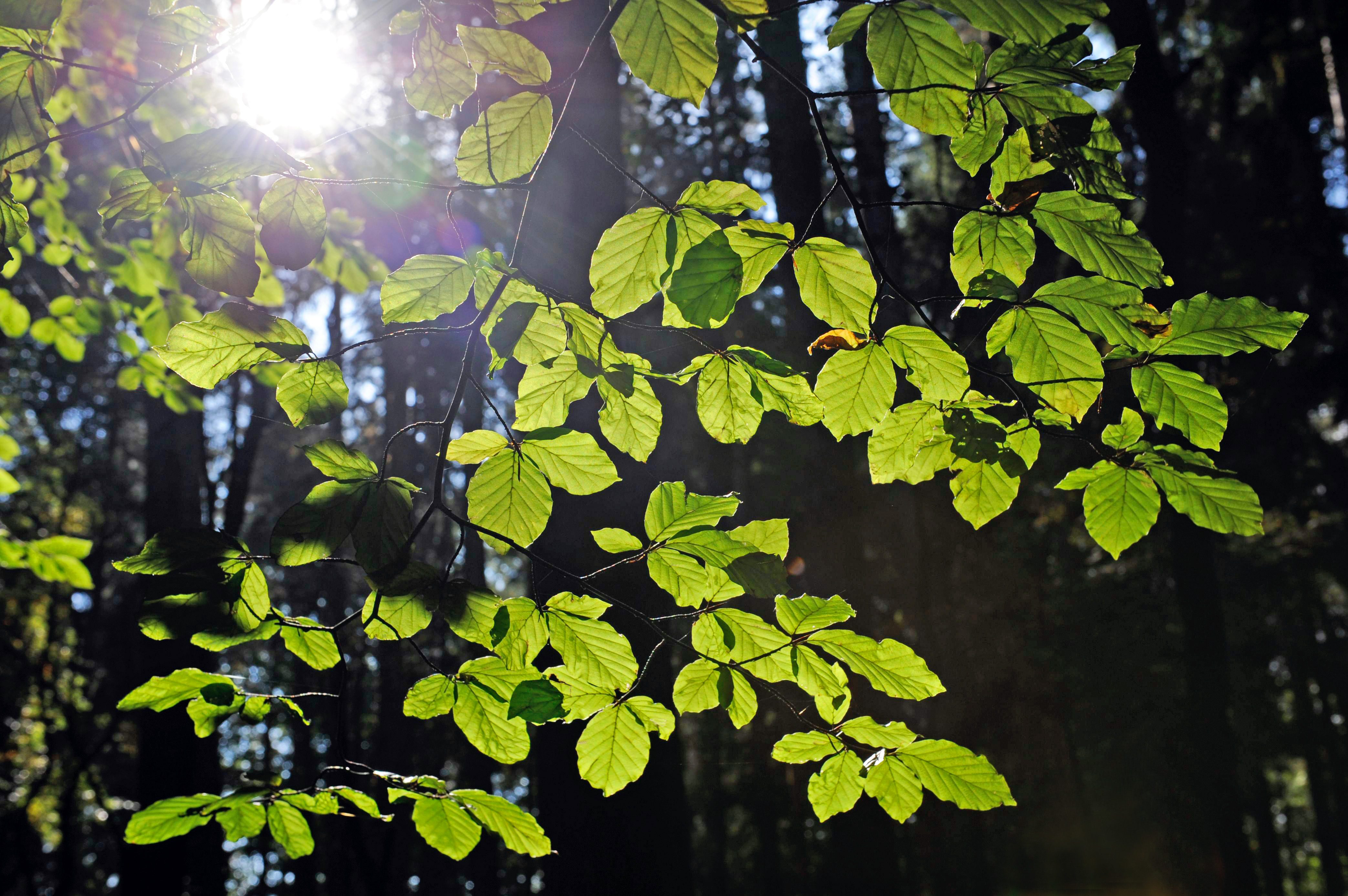 Fagus Sylvatica (Common beech)