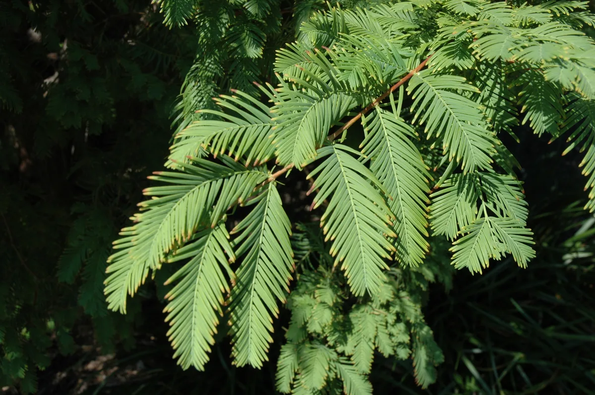 Flowers and foliage on Metasequoia glyptostroboides, or redwood Flowers and foliage on Metasequoia glyptostroboides, or redwood