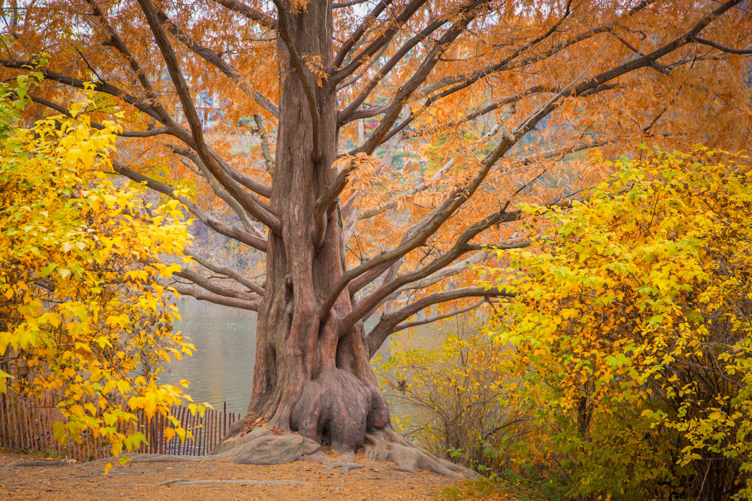Metasequoia tree also known as the Dawn Redwood