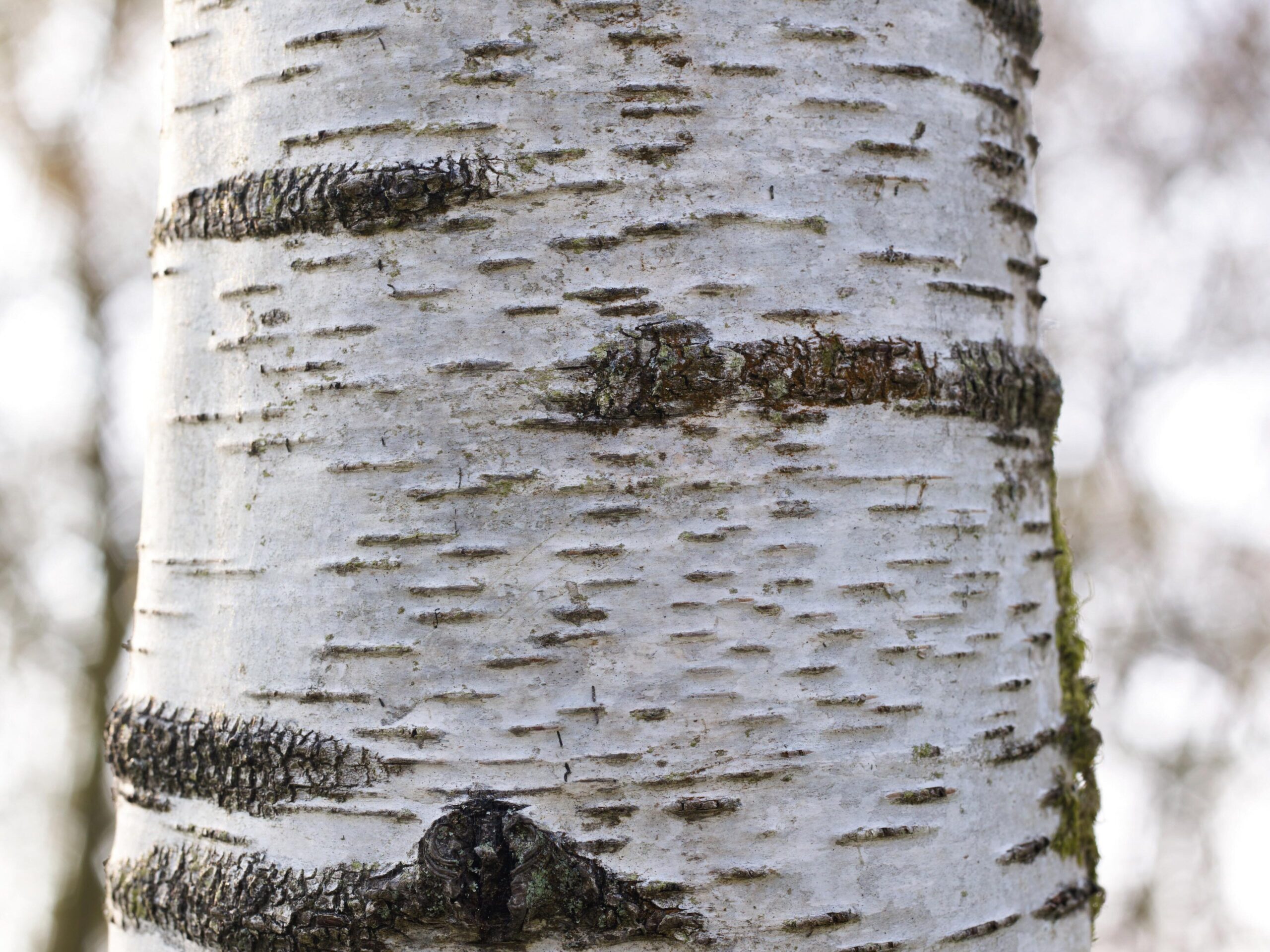 Betula Pendula (Silver Birch)