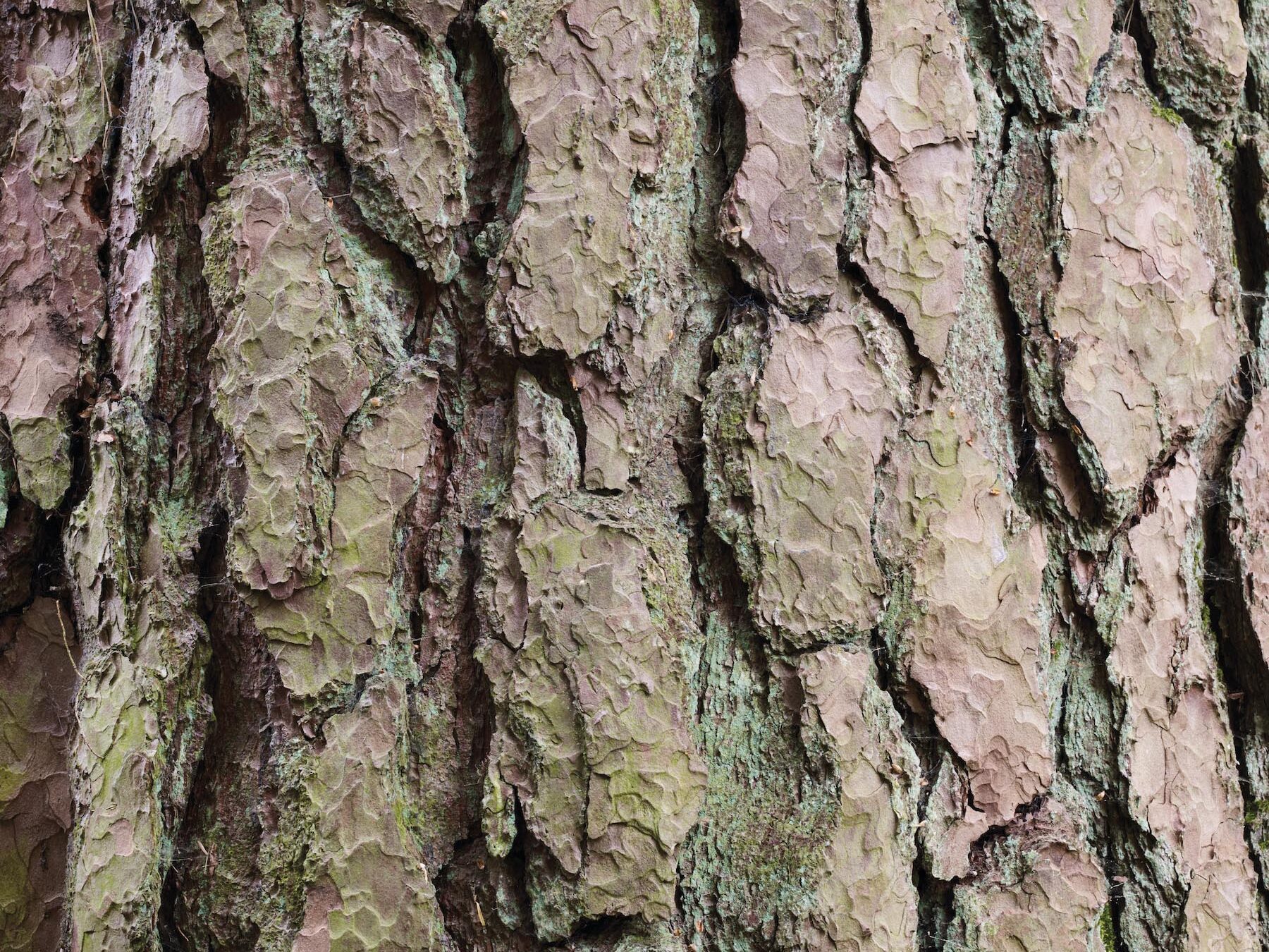 Pinus Sylvestris (Scots Pine)