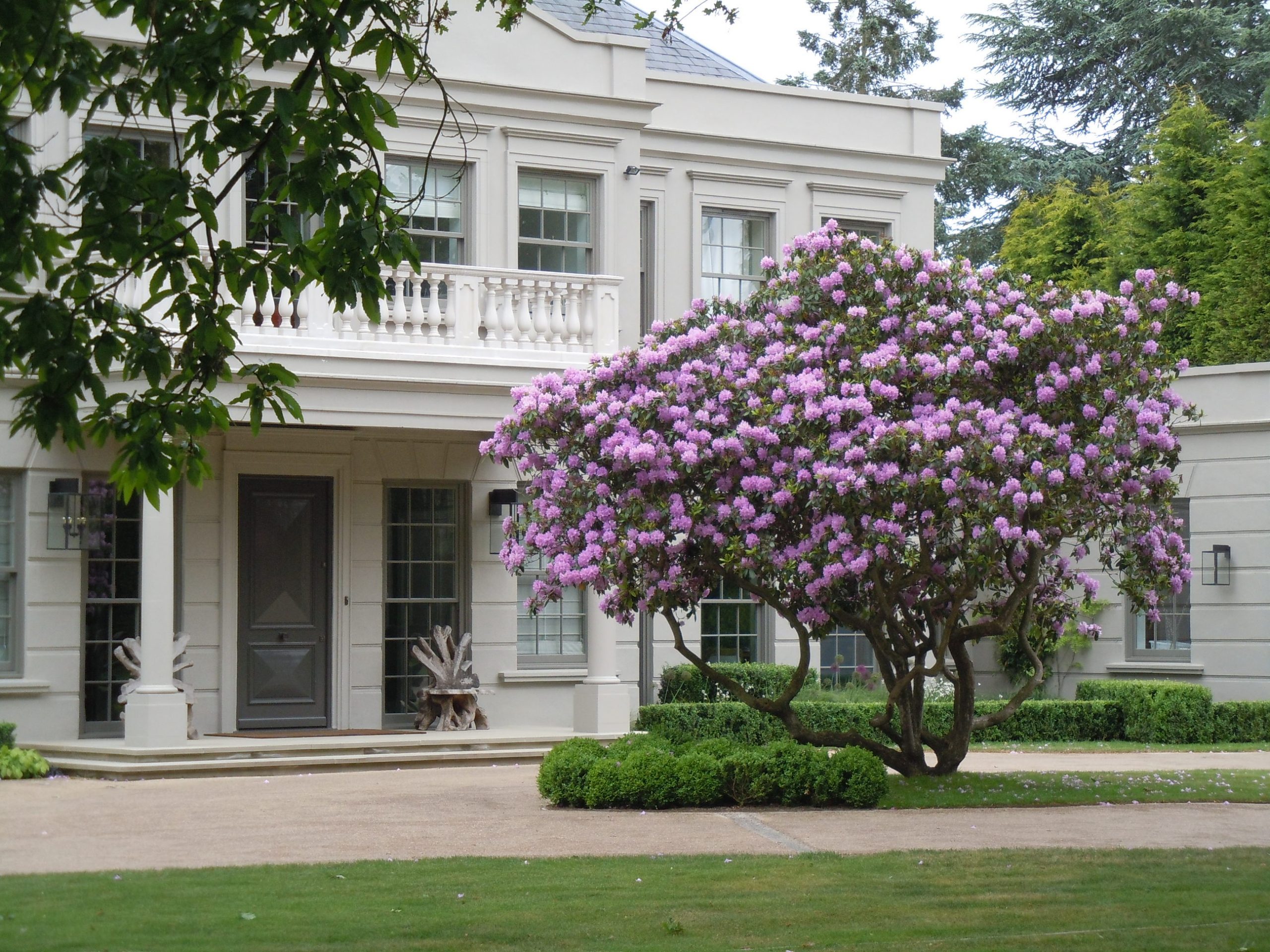 A large tree with purple blossoms in front of a white house