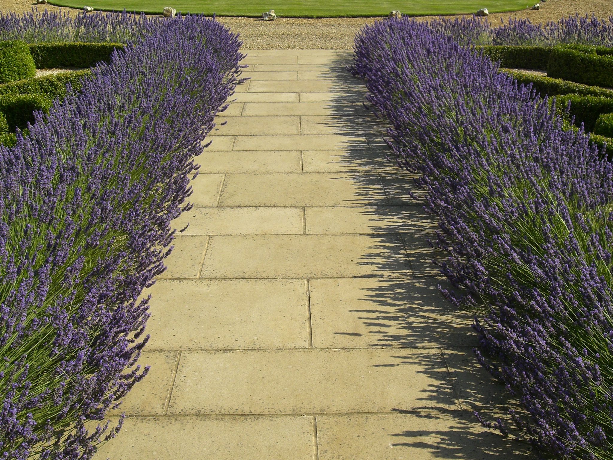Lavender and stone