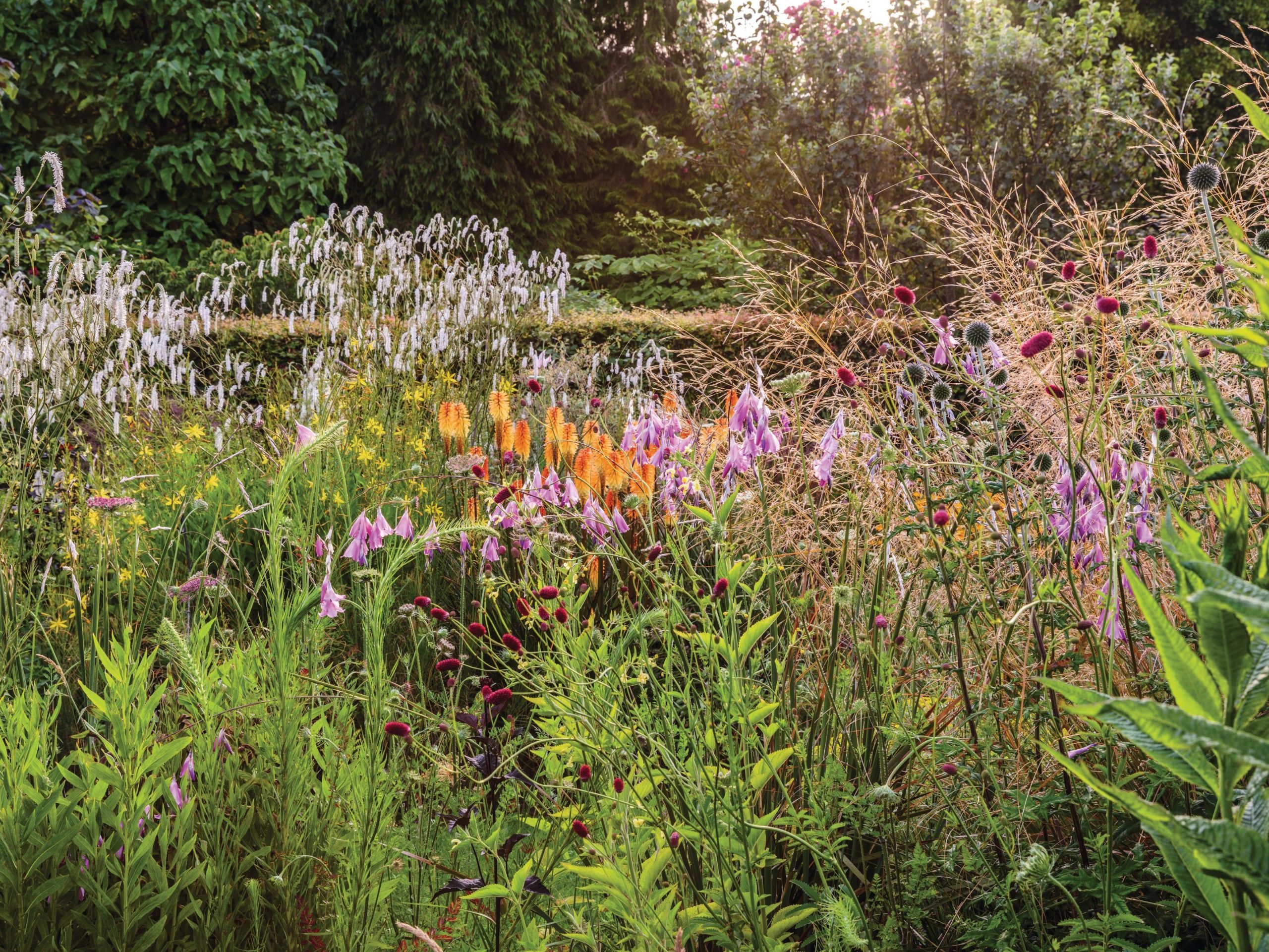Cottage garden plants