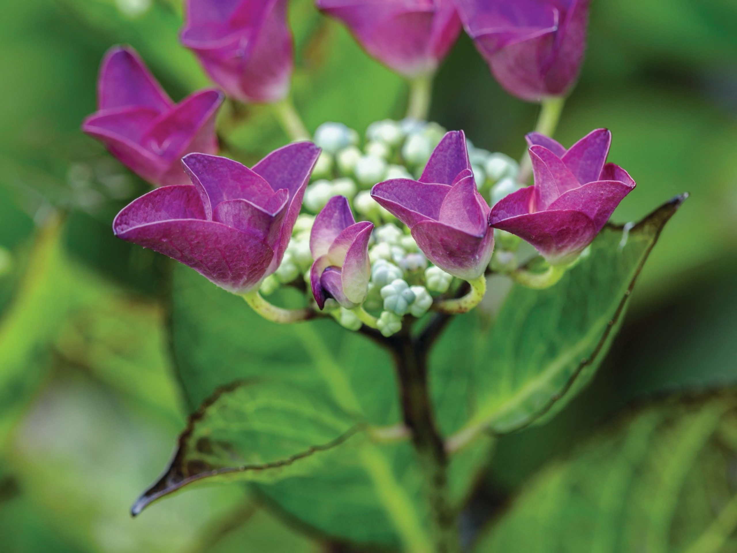 Purple flowers