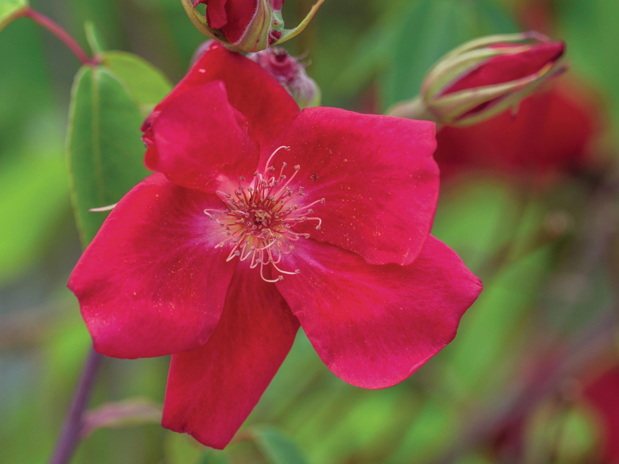 Red flowers