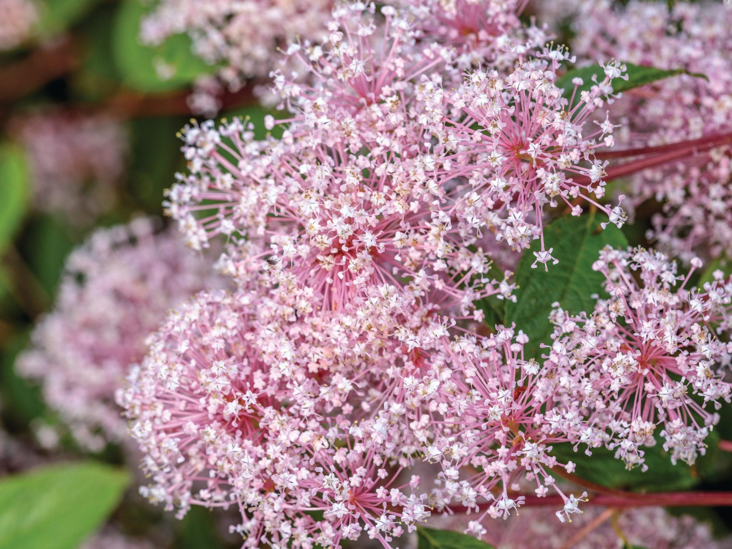 Pink flowers