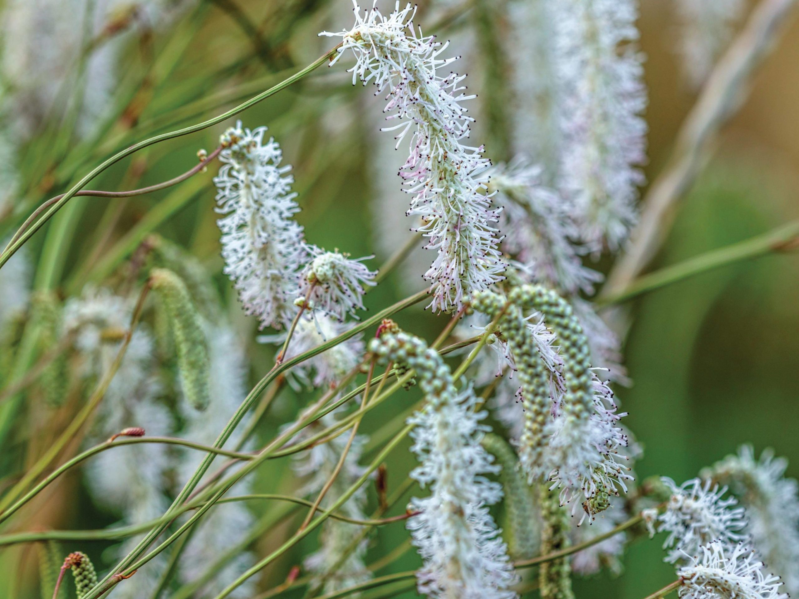 White flowera