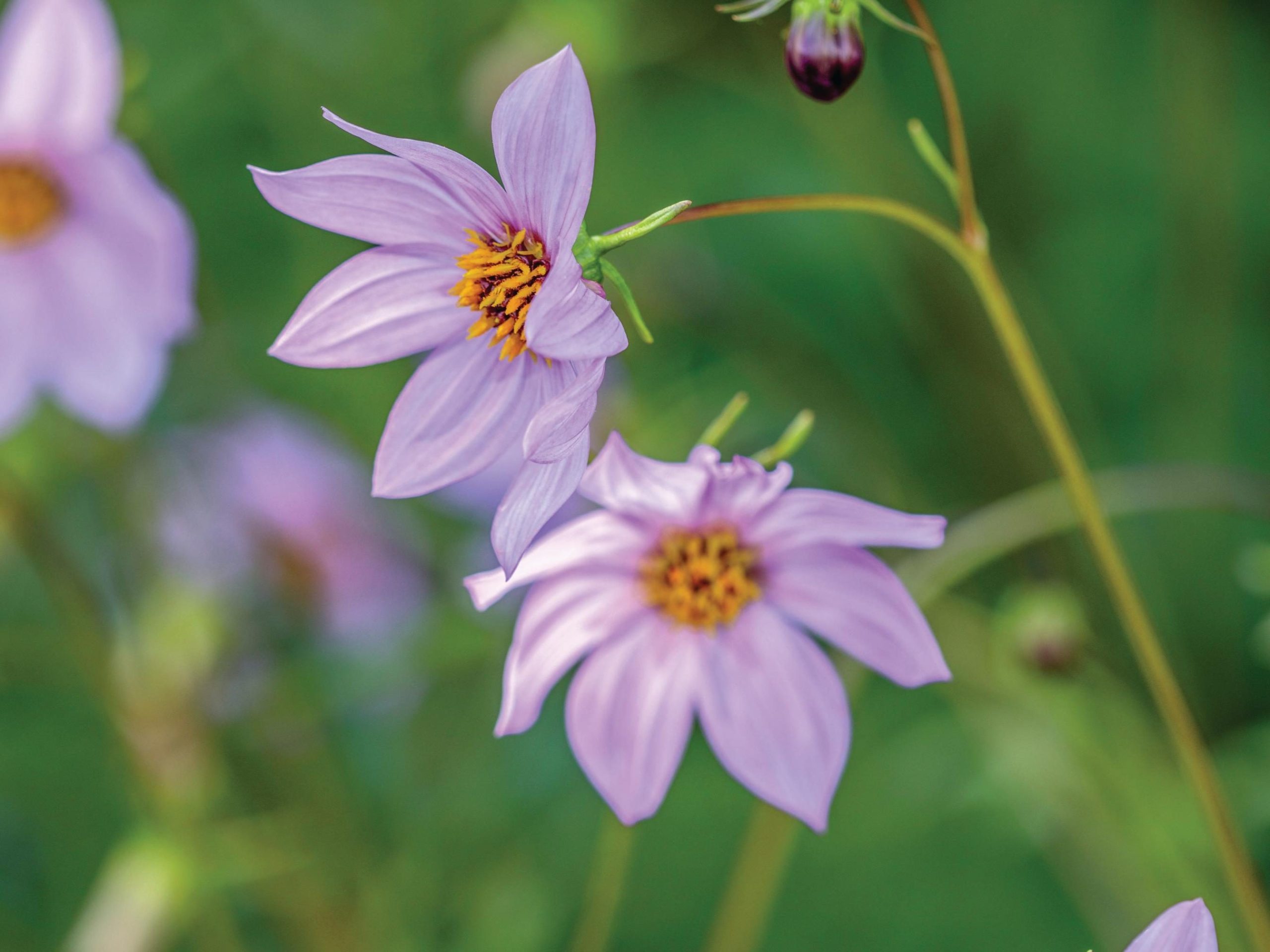 Purple flowers