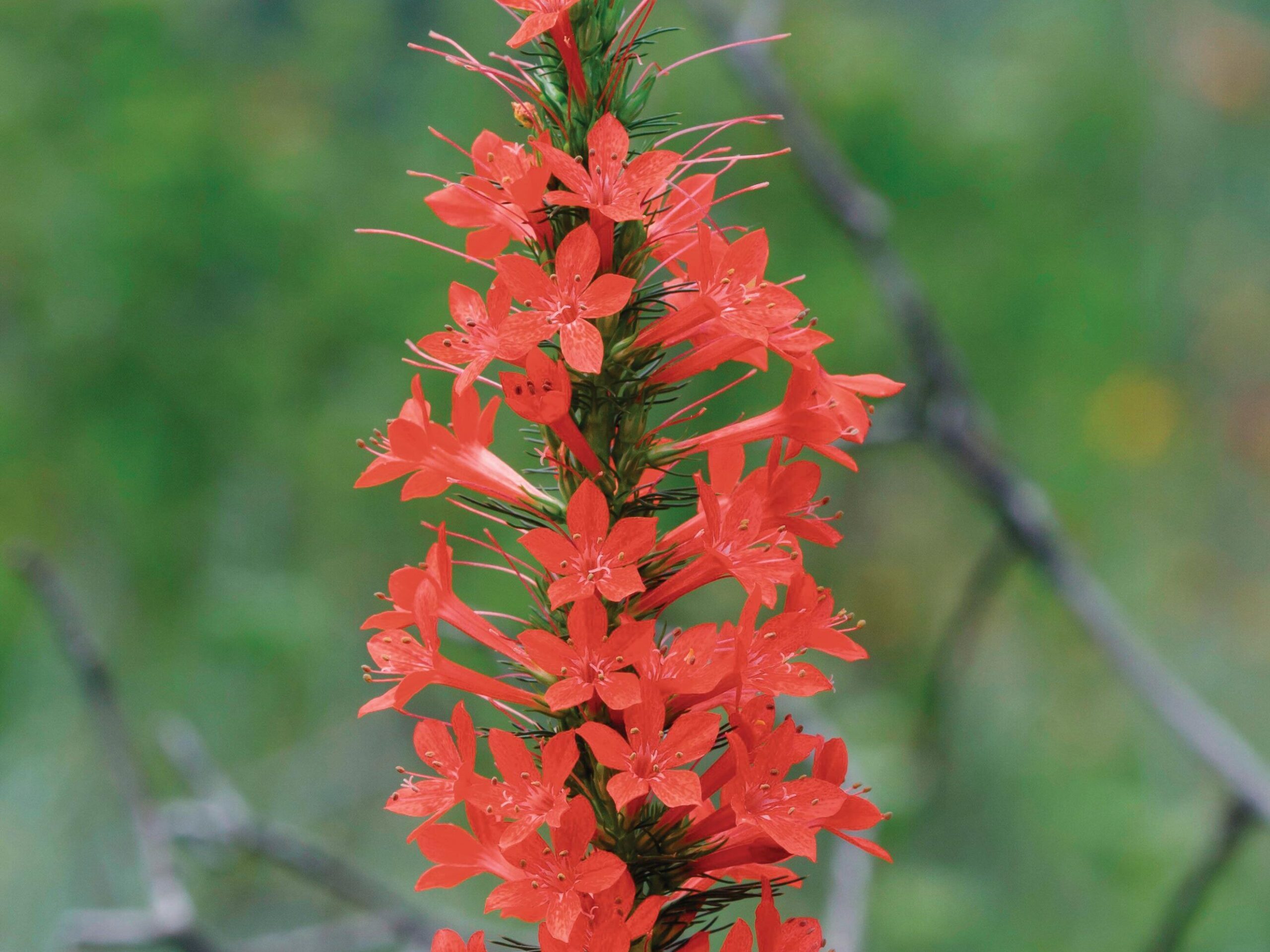 Ipomopsis Rubra