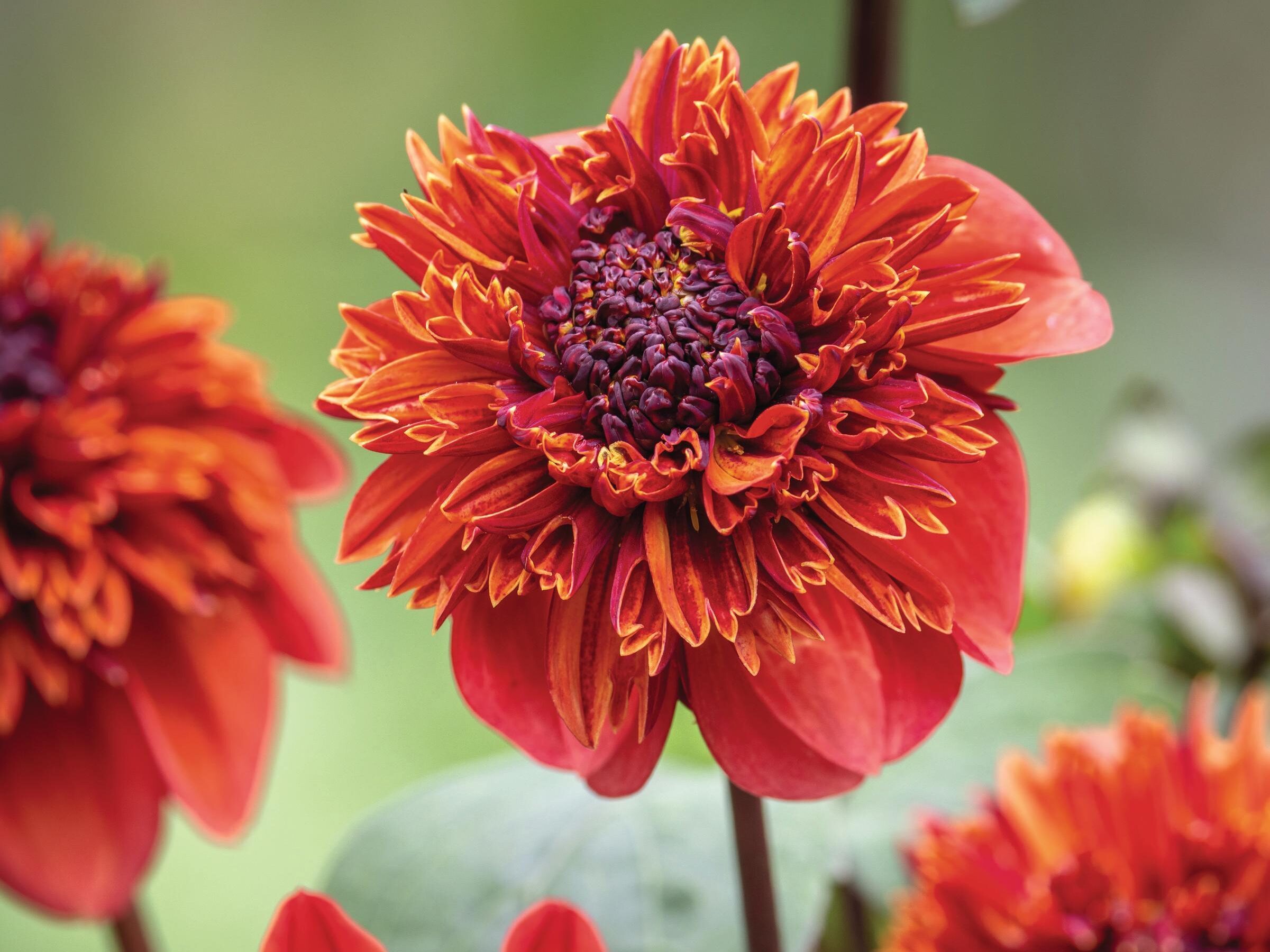 Dahlia 'Adam's Choice'