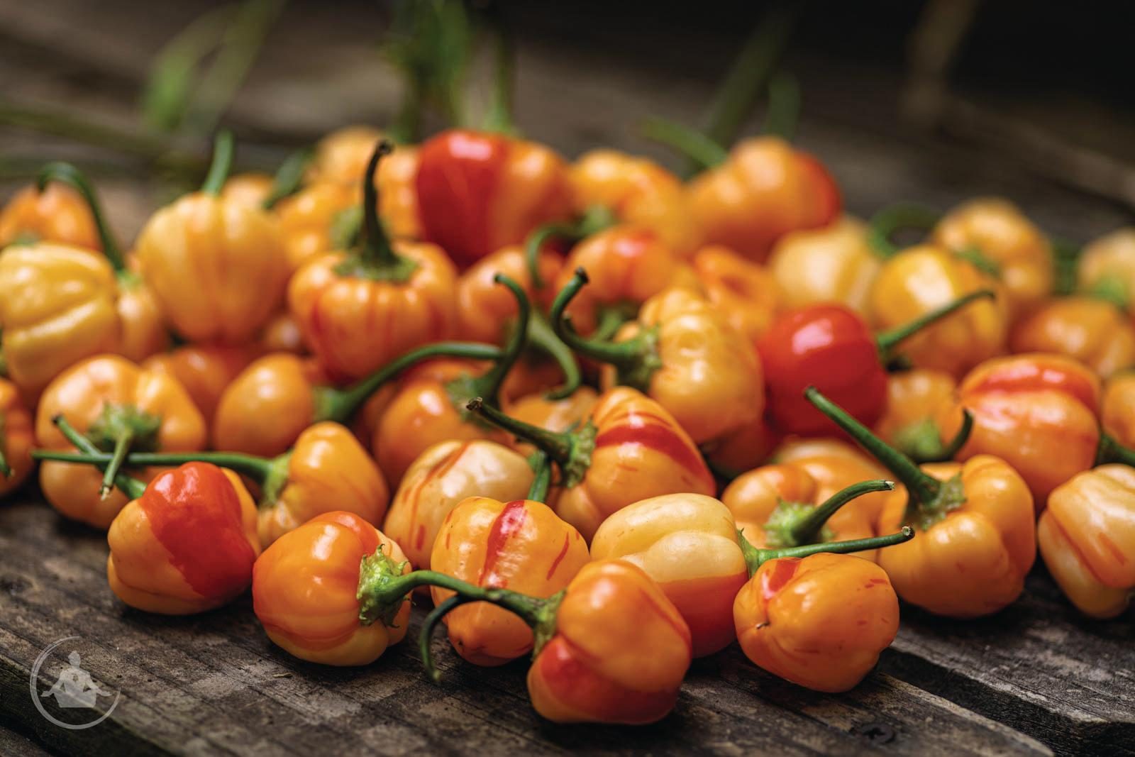 Capsicum Baccatum 'Peppapeach stripey'
