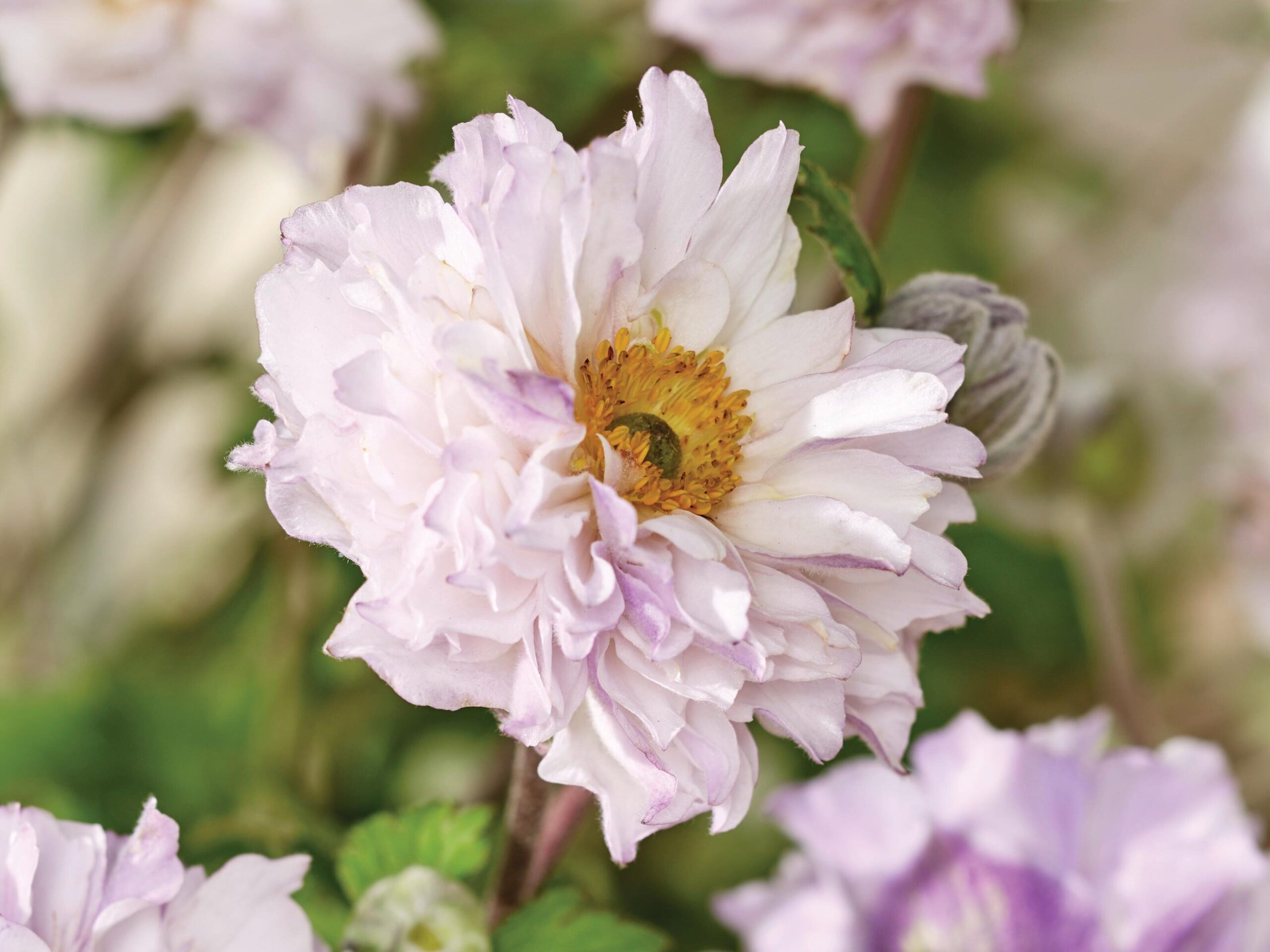 Anemone Frilly Knickers