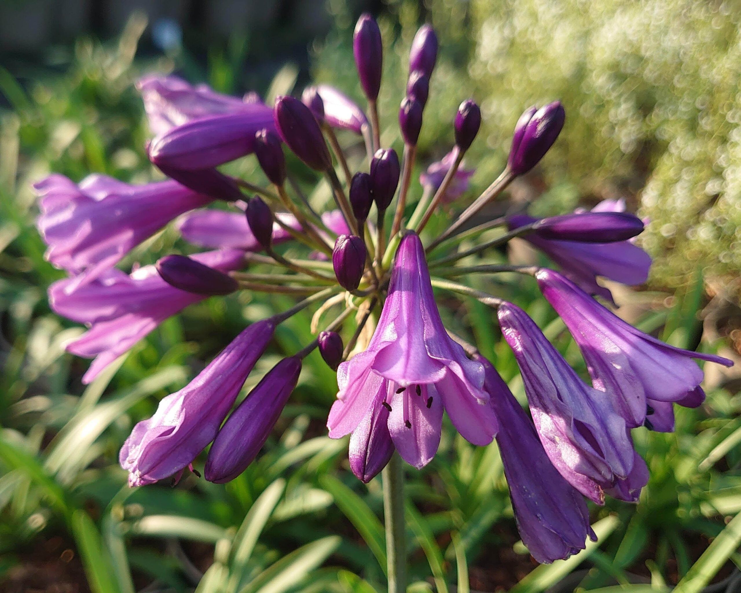 Agapanthus 'Poppin' Purple'