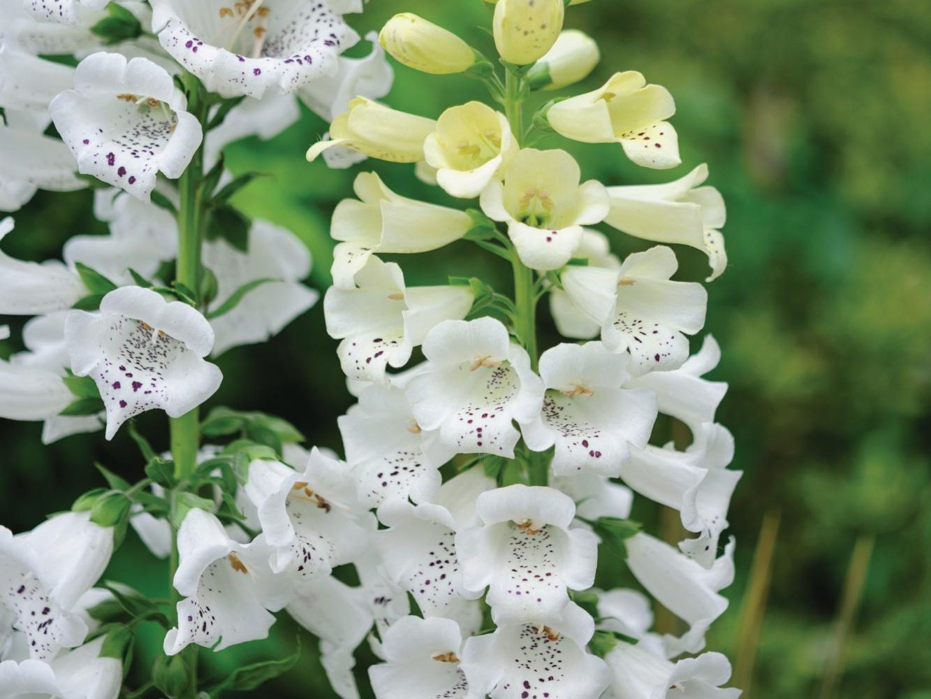 Digitalis purpurea ‘Snowy Mountain’