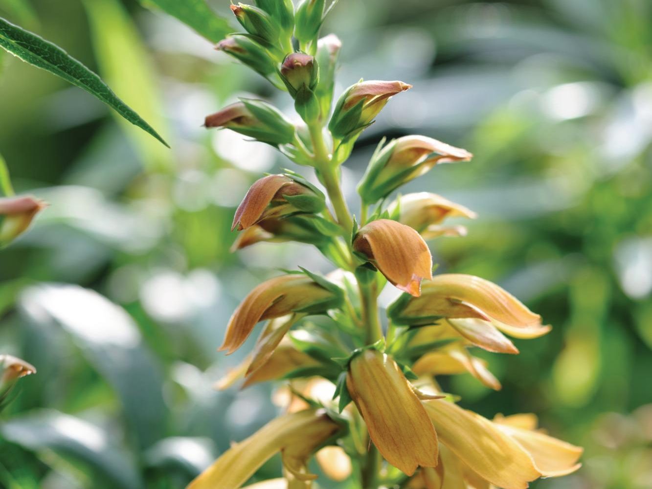 Digitalis canariensis