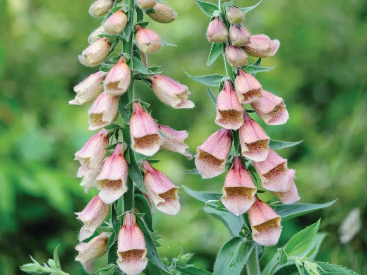 Digitalis ‘Polkadot Polly’ Digitalis ‘Polkadot Polly’