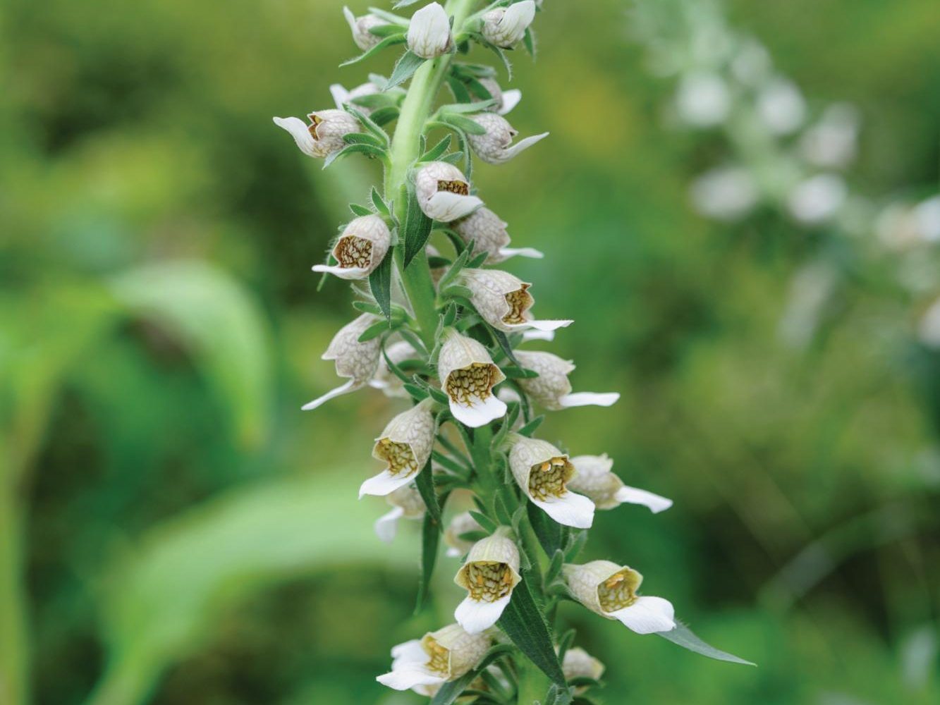 Digitalis lanata subsp. trojana