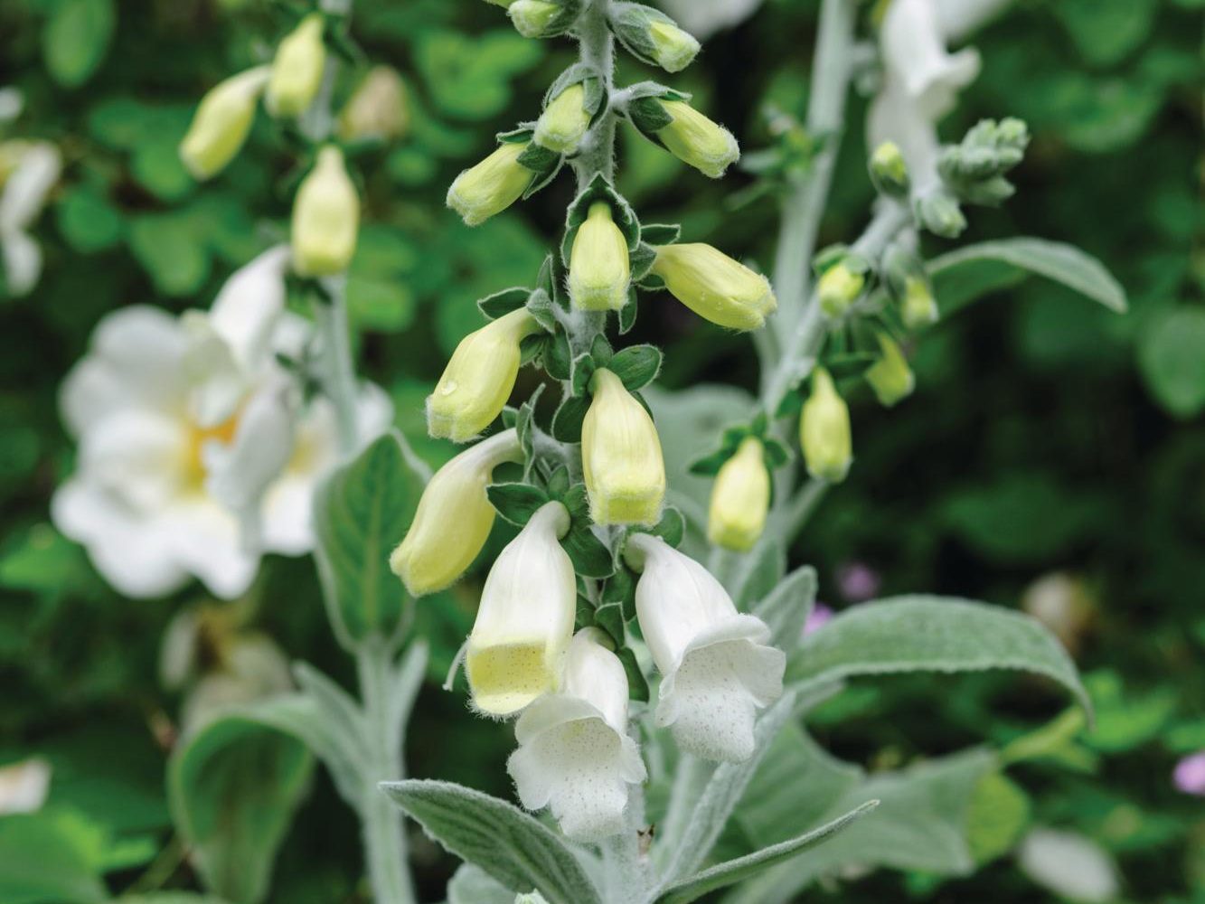 Digitalis purpurea subsp. heywoodii