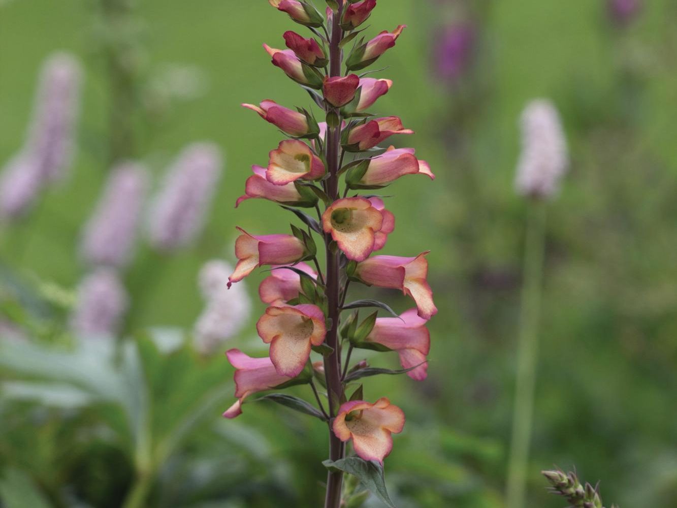 Digitalis x valinii Illumination Pink (= ‘Tmdgfp001’)