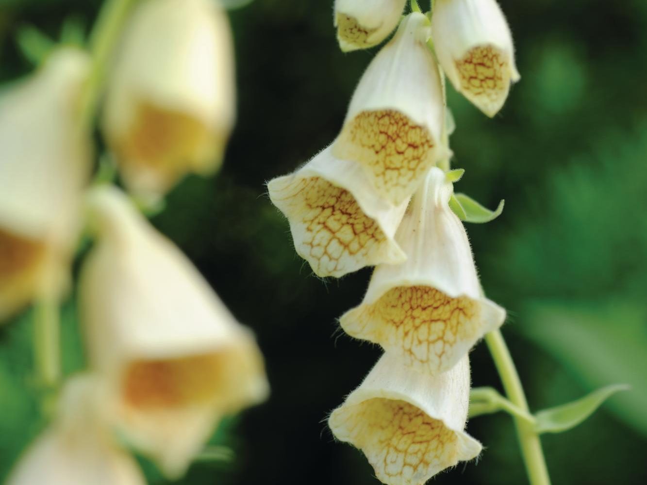Digitalis grandiflora