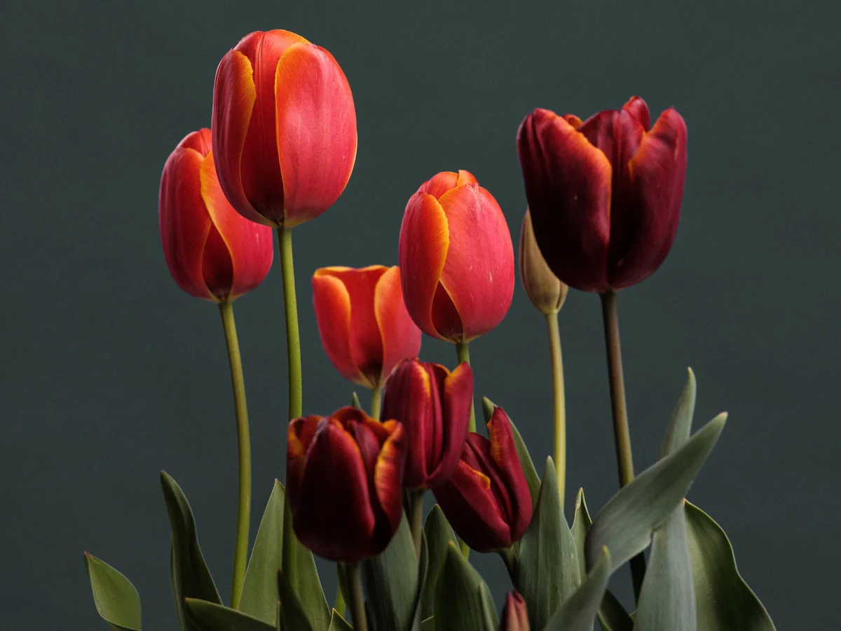 Tulipa 'Ad Rem' & 'Abu Hassan' Tulipa 'Ad Rem' & 'Abu Hassan'