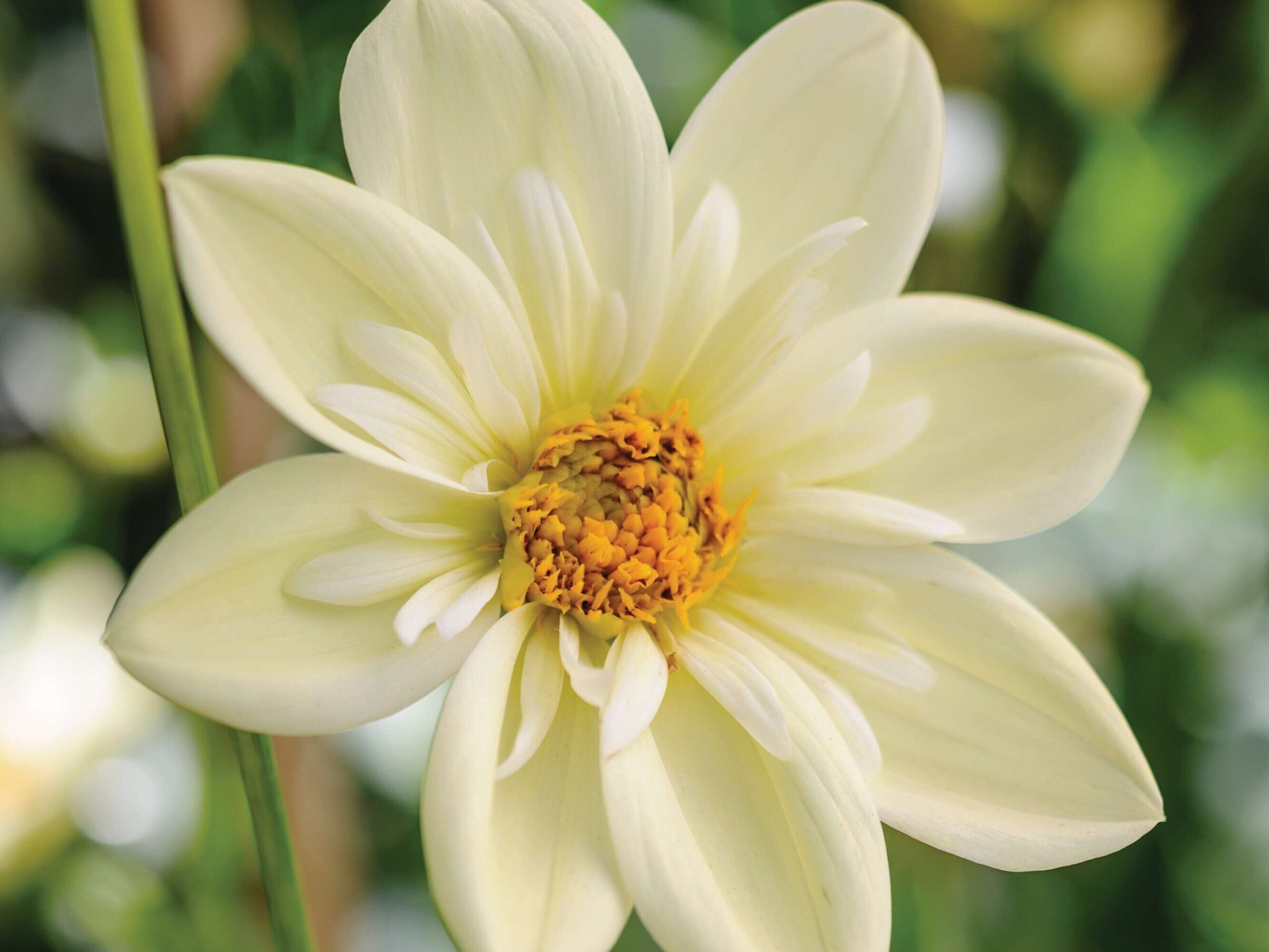 Dahlia 'Clair de Lune'