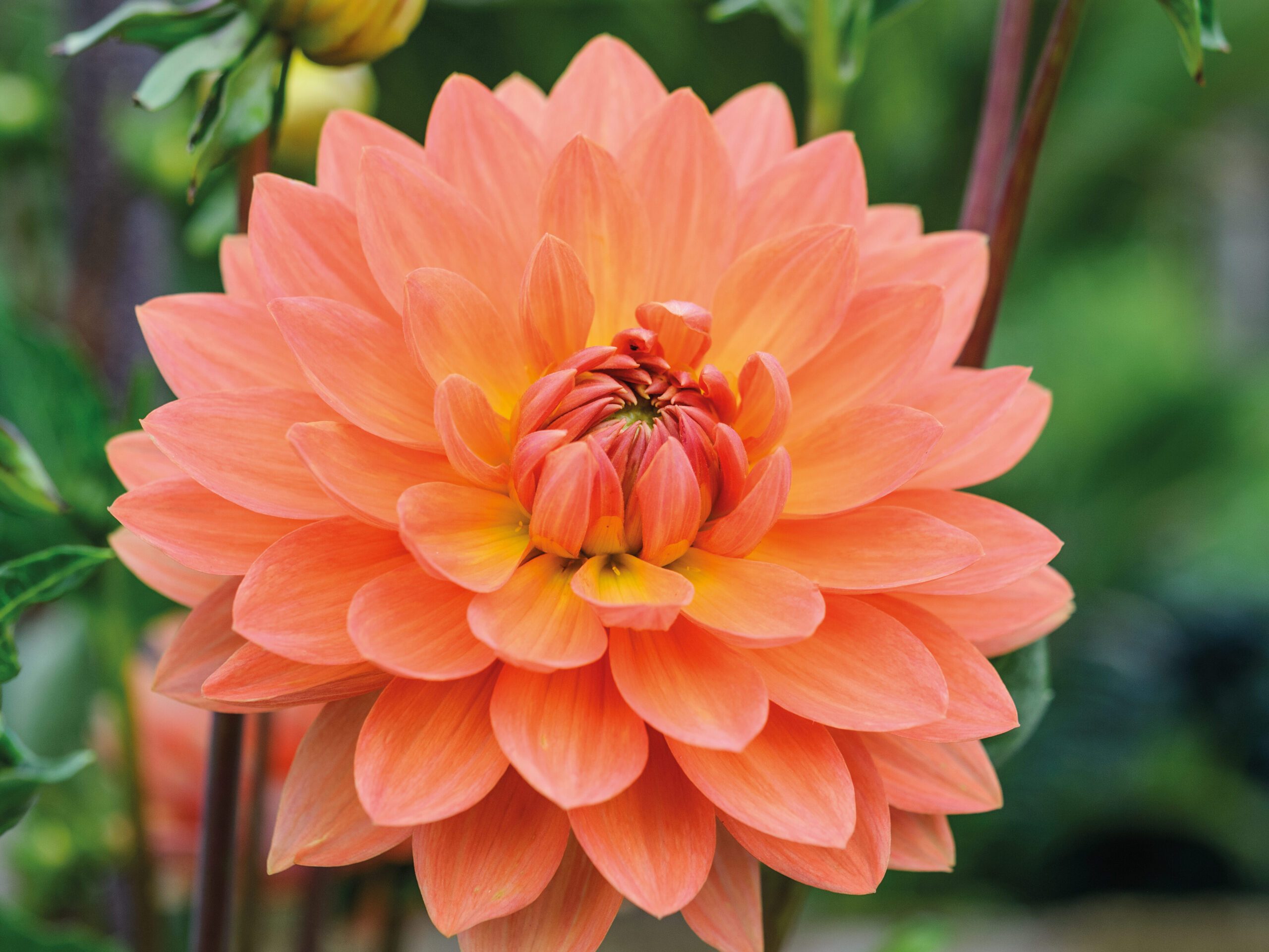 Dahlia ‘Gwyneth’