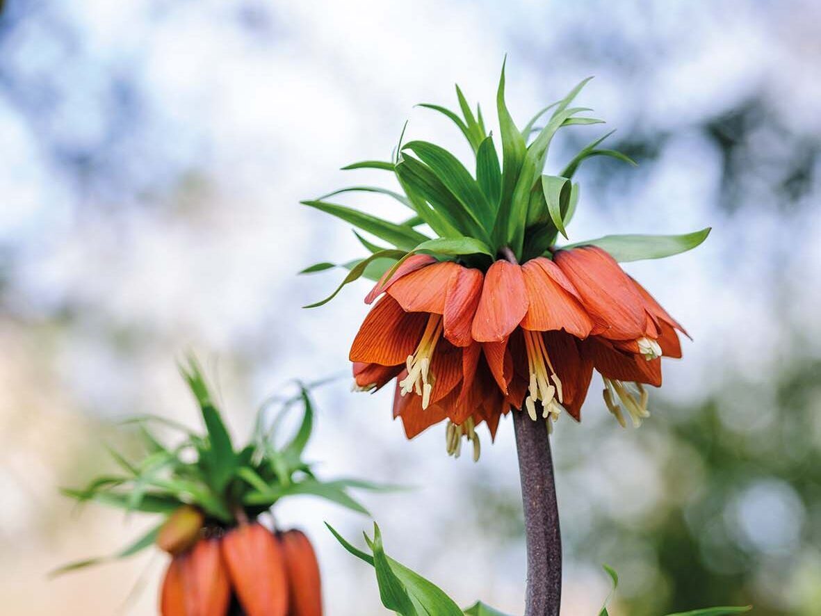 Fritillaria imperialis 'William Rex'