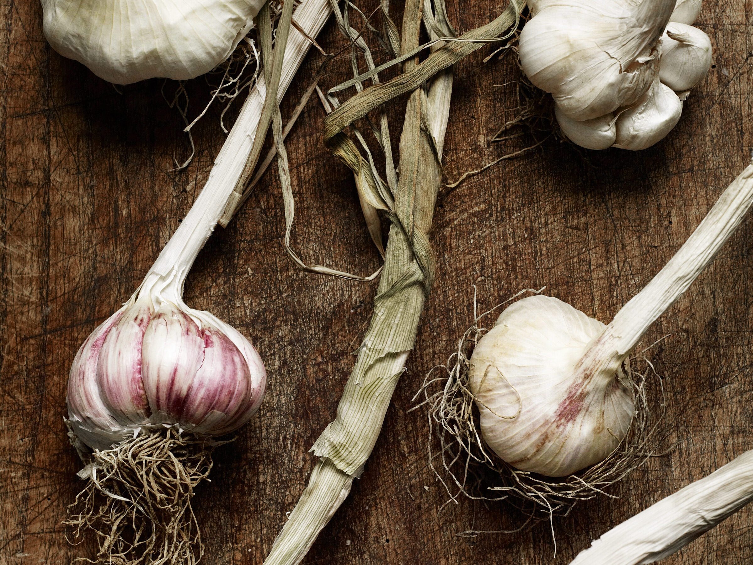 Garlic