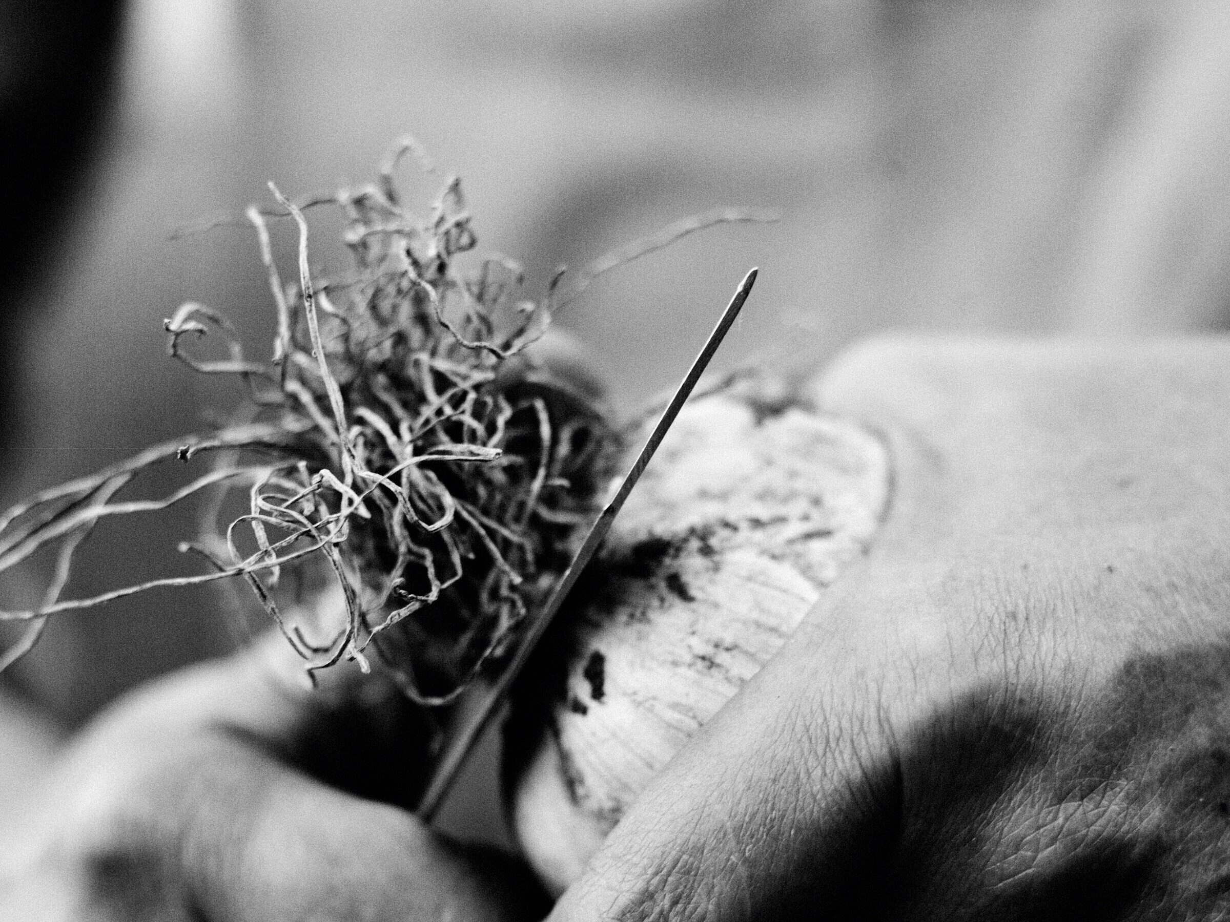 Growing garlic
