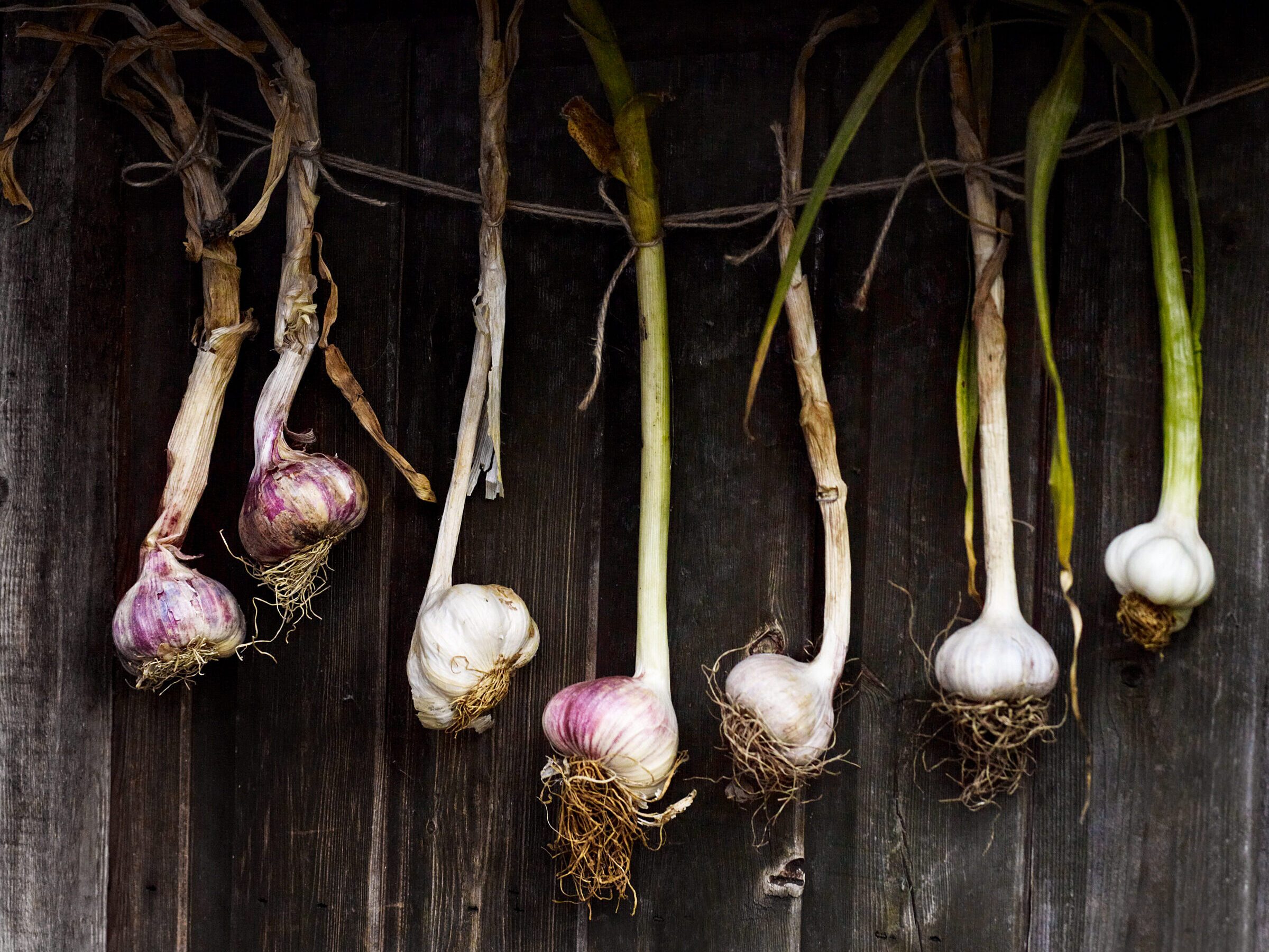 Home grown garlic
