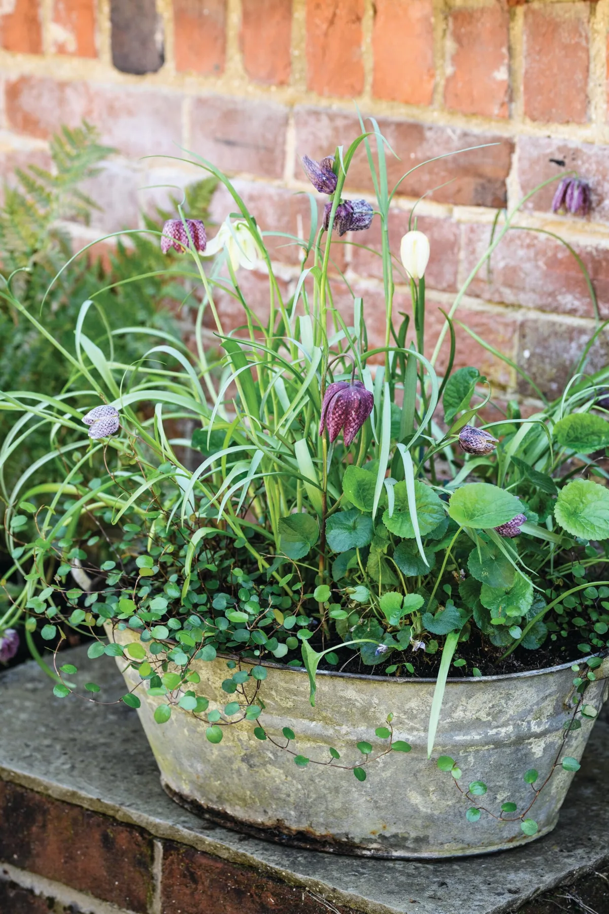 Jo Thompson's early spring fritillaria and viola pot Jo Thompson's early spring fritillaria and viola pot