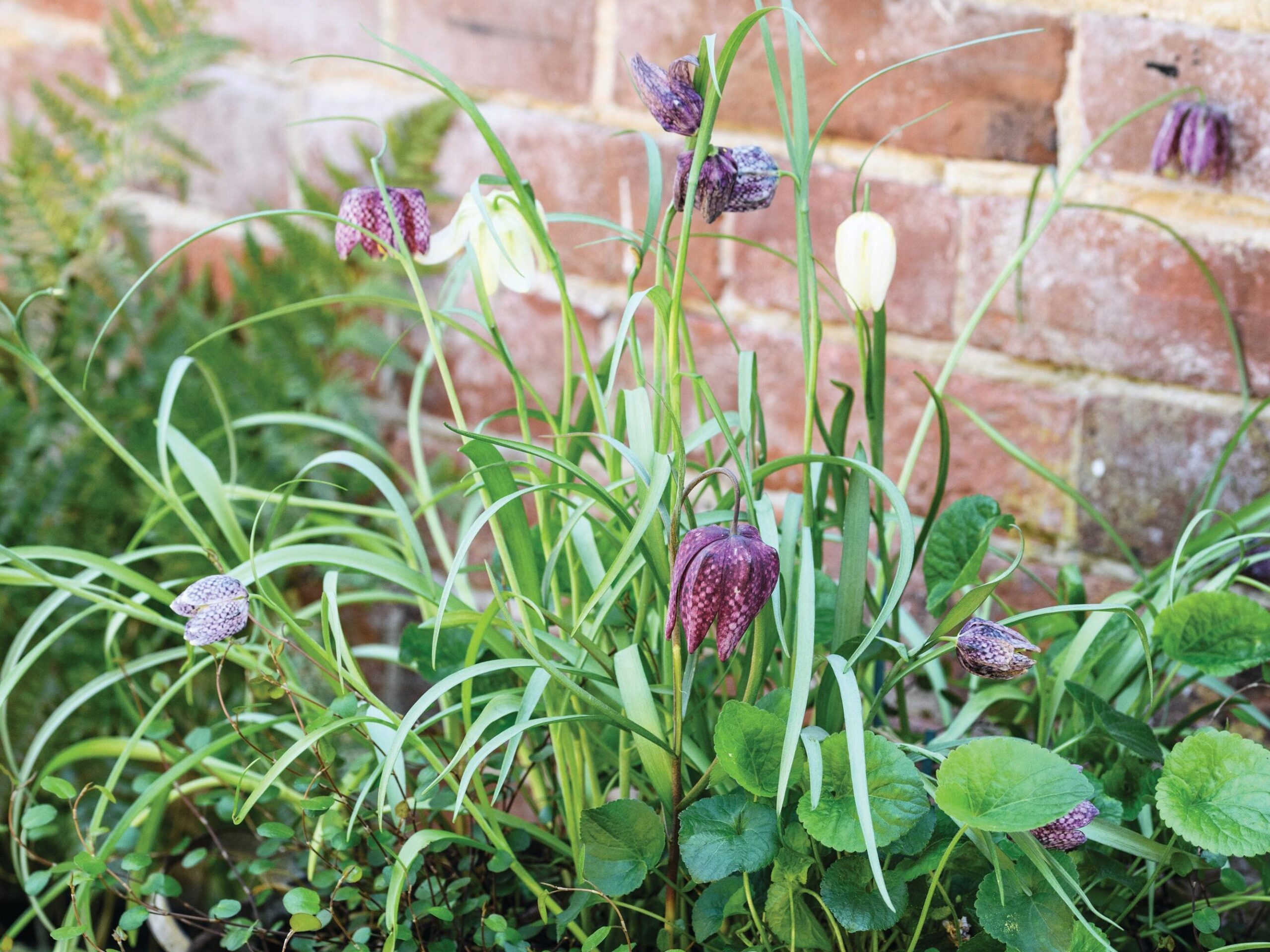 Jo Thompson's early spring fritillaria and viola pot