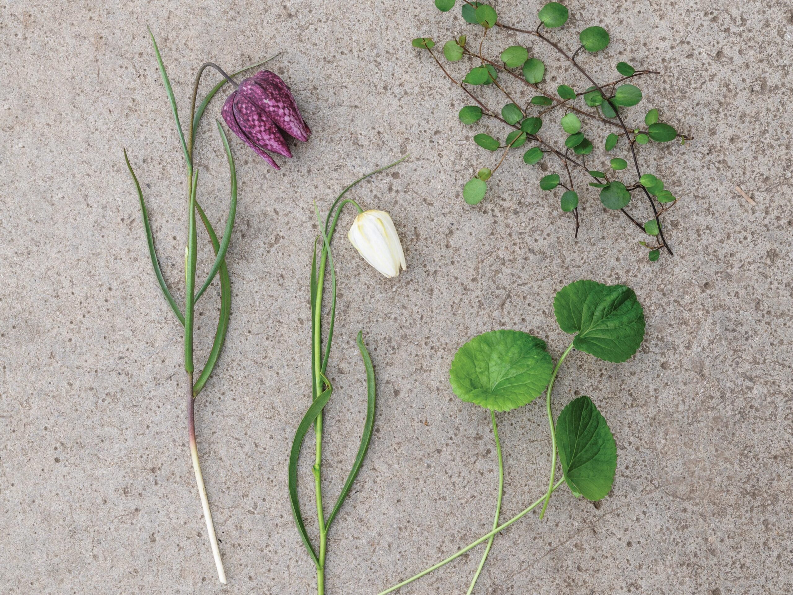 Plants from Jo Thompson's early spring fritillaria and viola pot